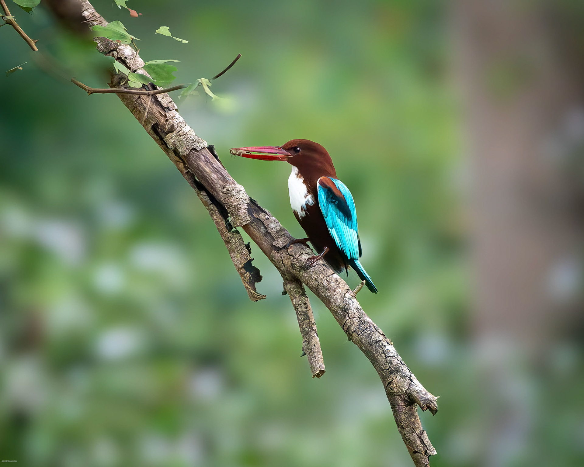 White-throated Kingfisher with a catch at Kabini
