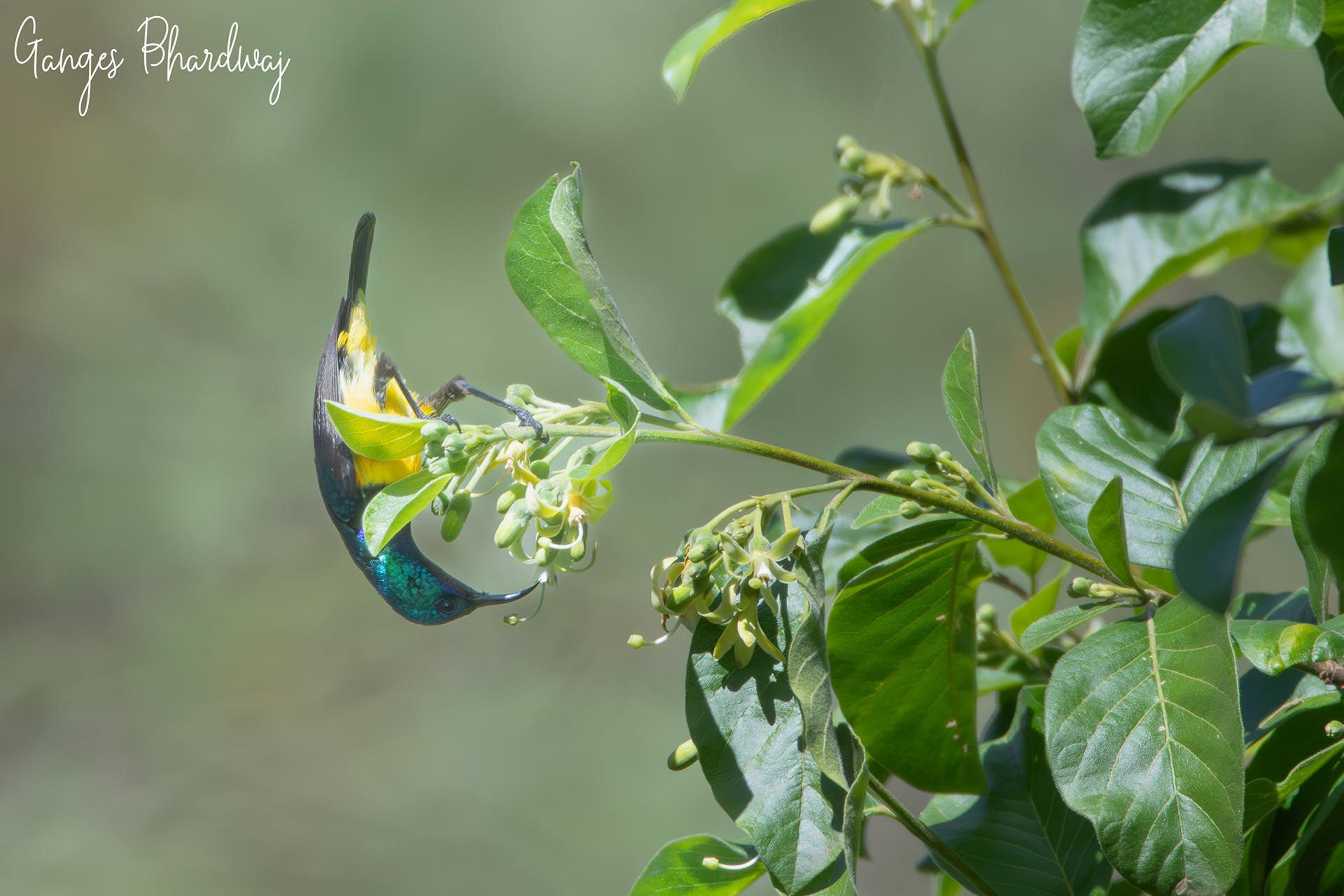 Variable Sunbird