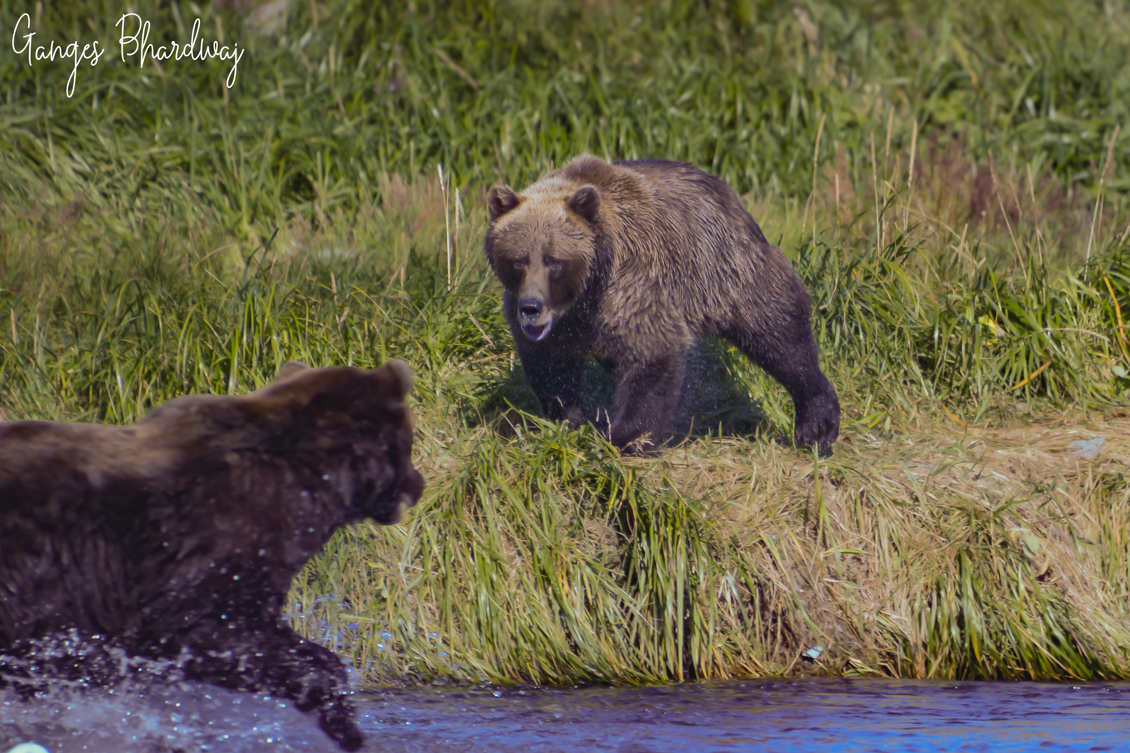 Mama bear (top) telling the other bear who's the boss