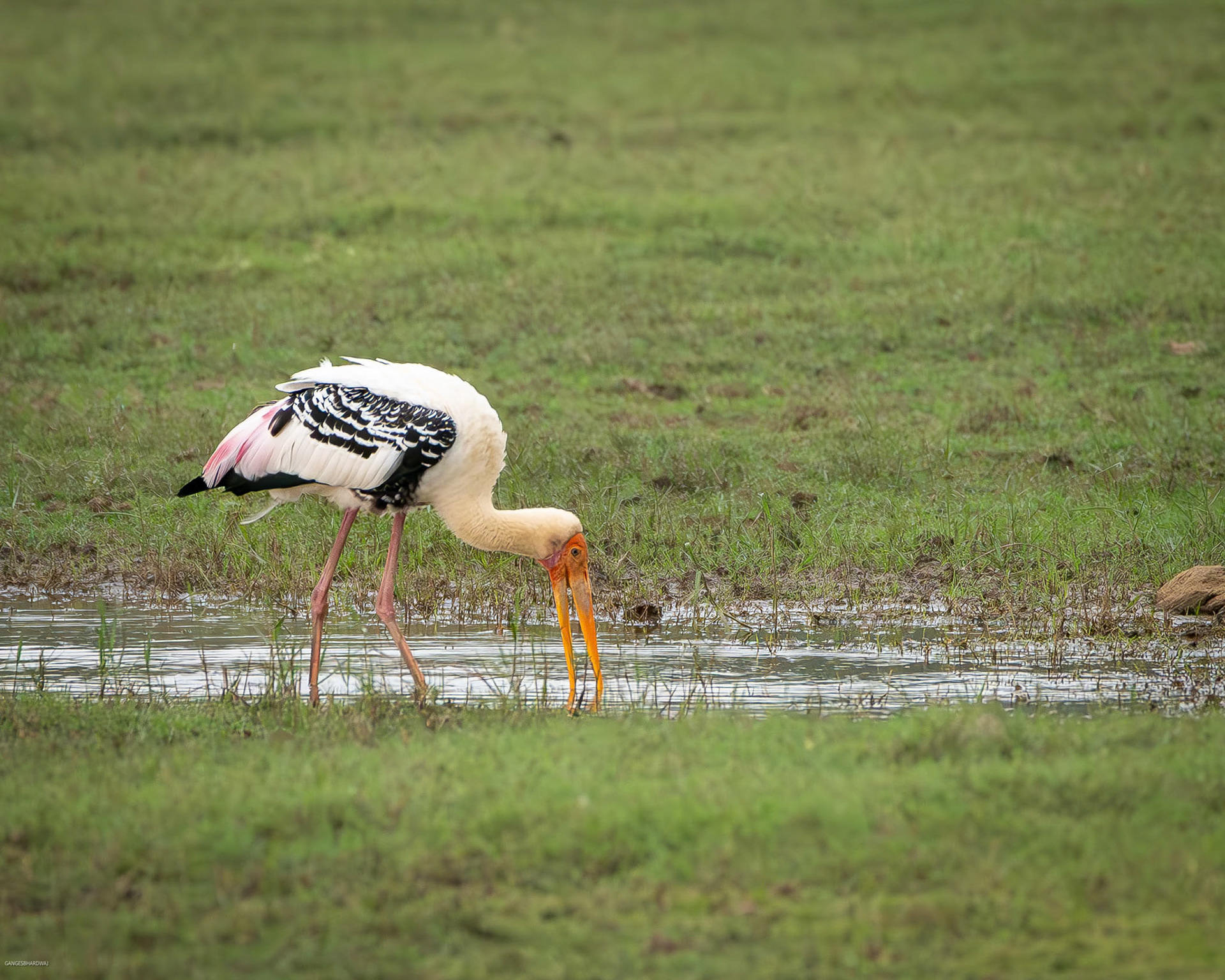 Painted Stork