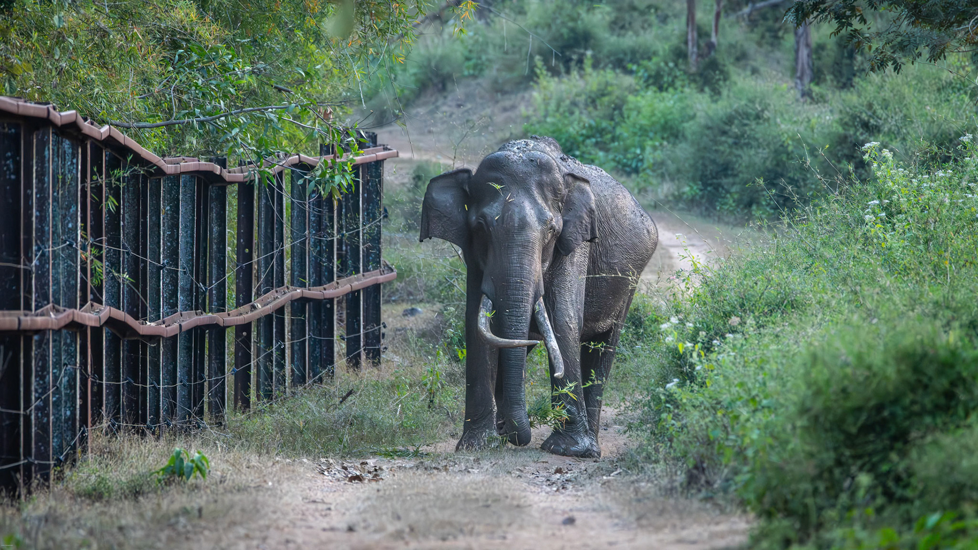 Asiatic Elephant at Kabini