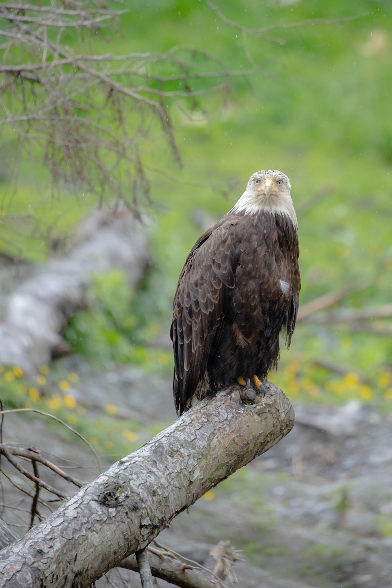Bald eagle looking somber while perched on a log in the rain
