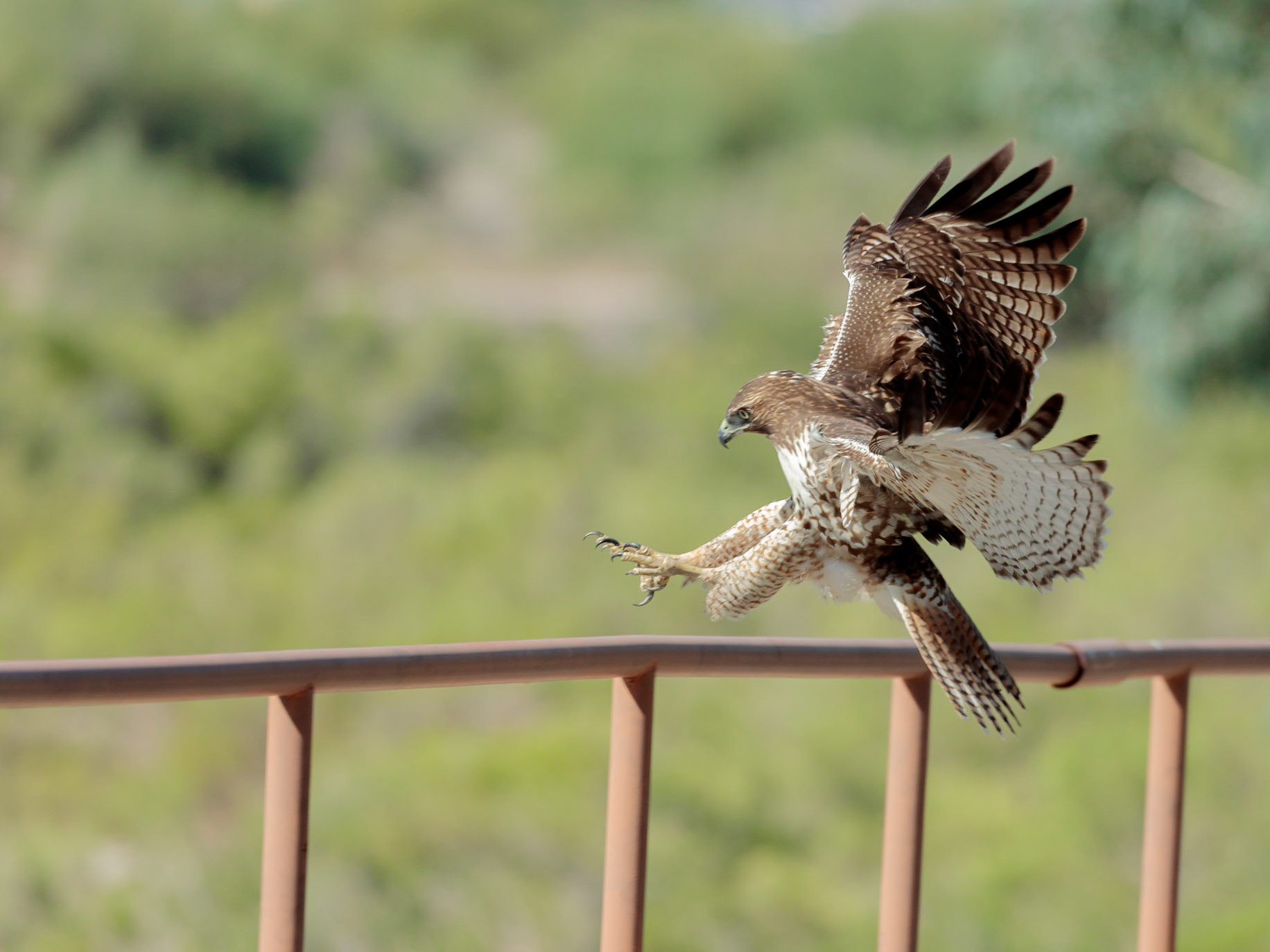 REd-tailed hawk coming in for a landing on a railing on The Loop