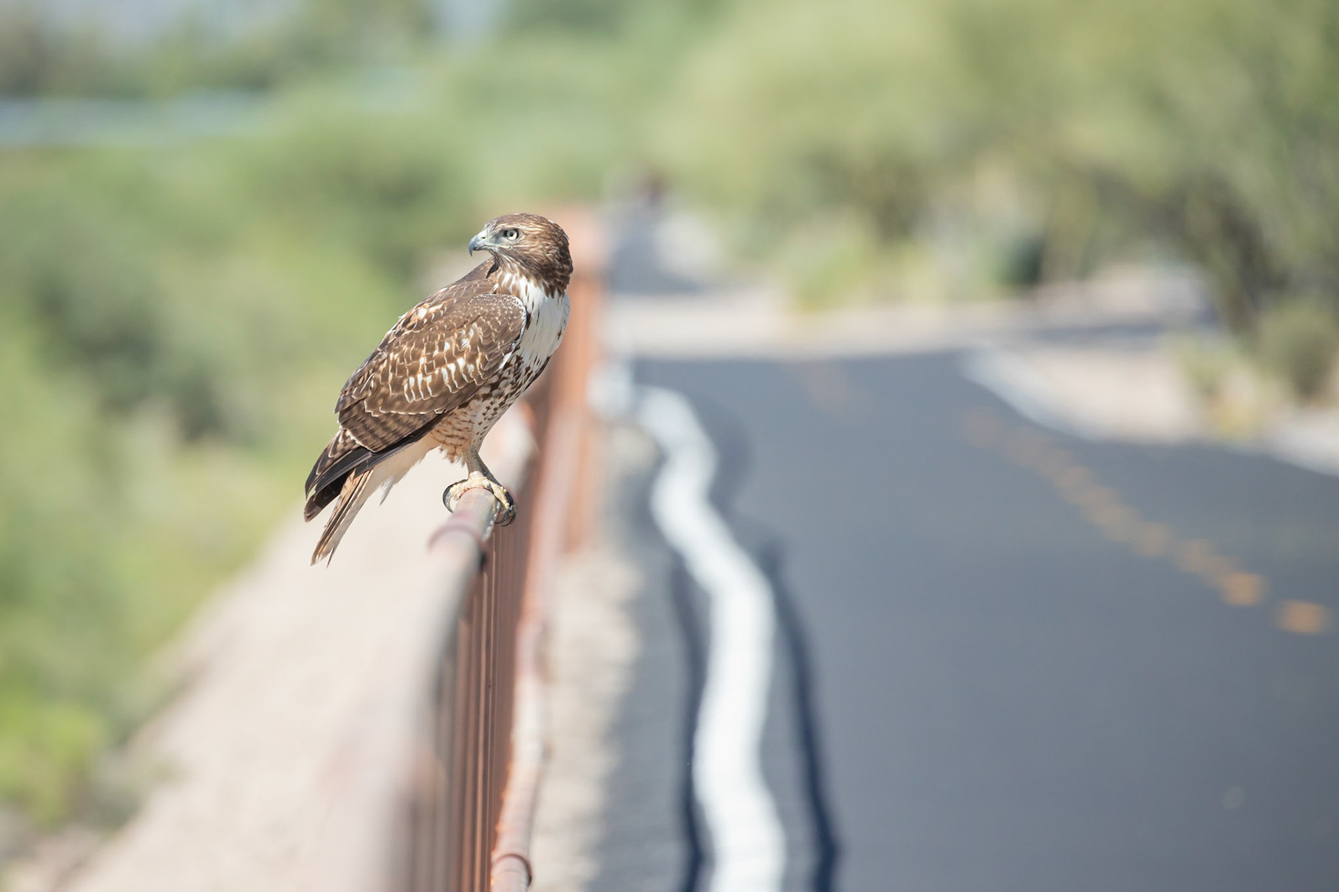 Red-tailed hawk perched on a railing on "The Loop" bicycle path in Tucson, AZ