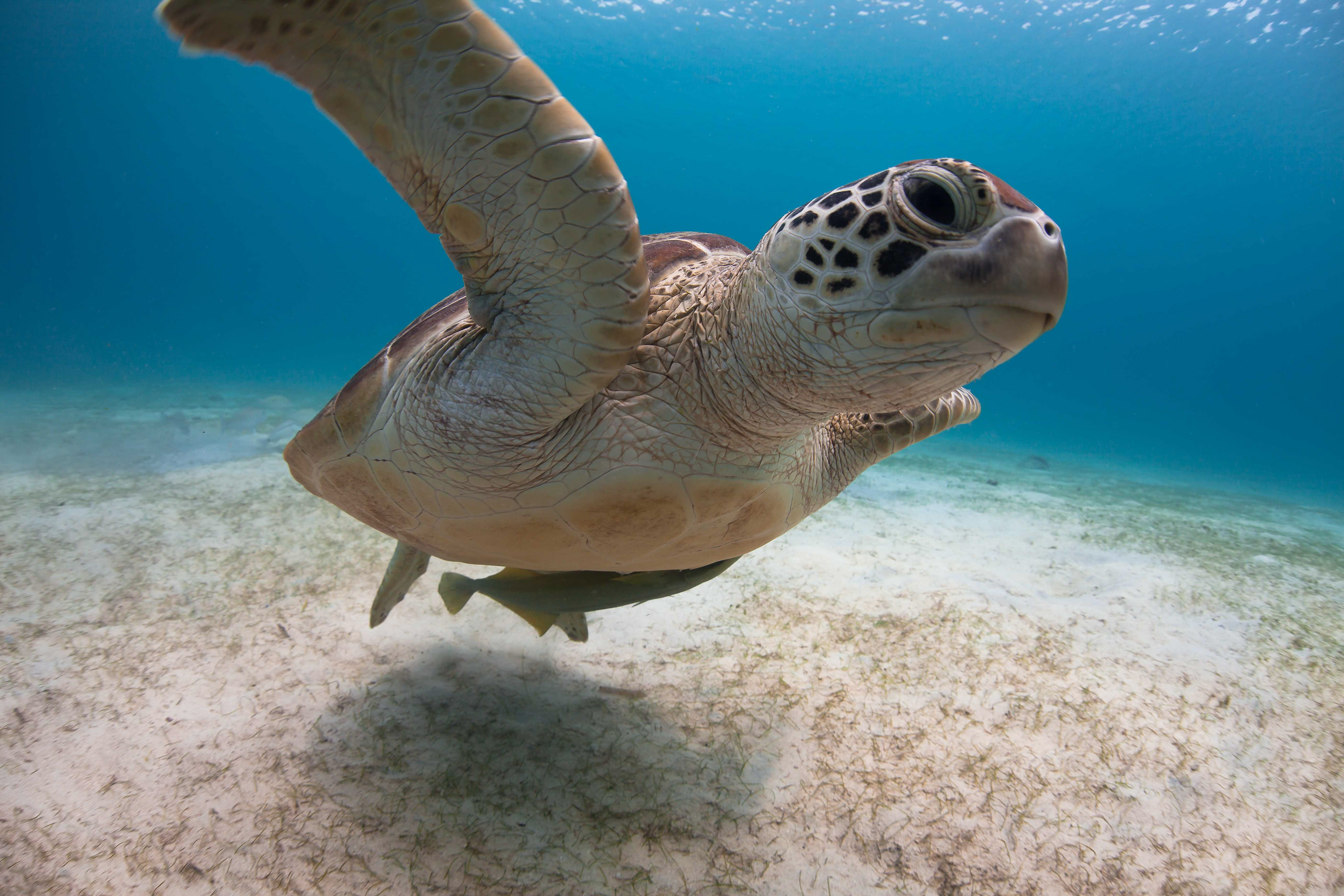 Green Sea Turtle, Dimakya Island