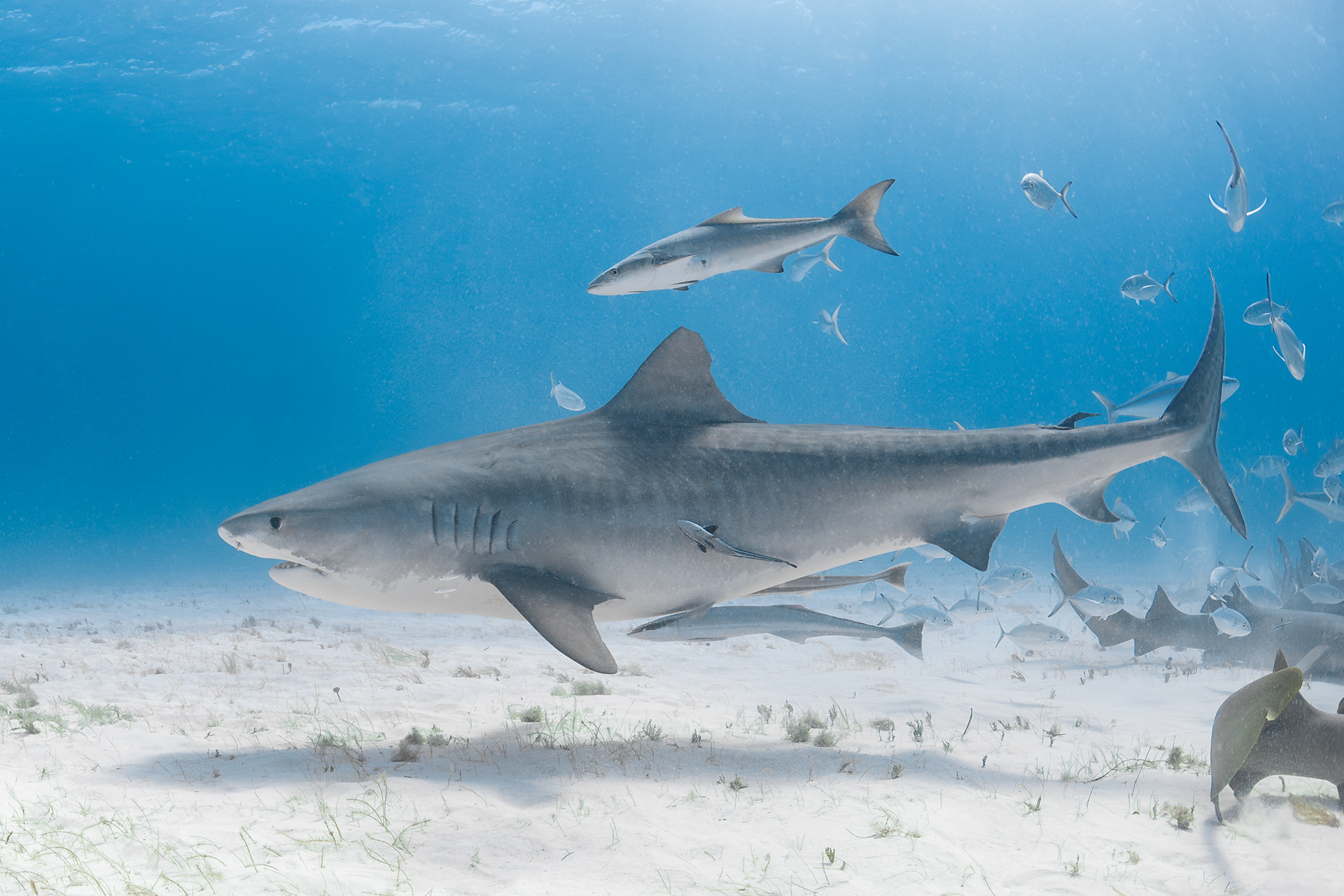 TIGER SHARK, BIMINI