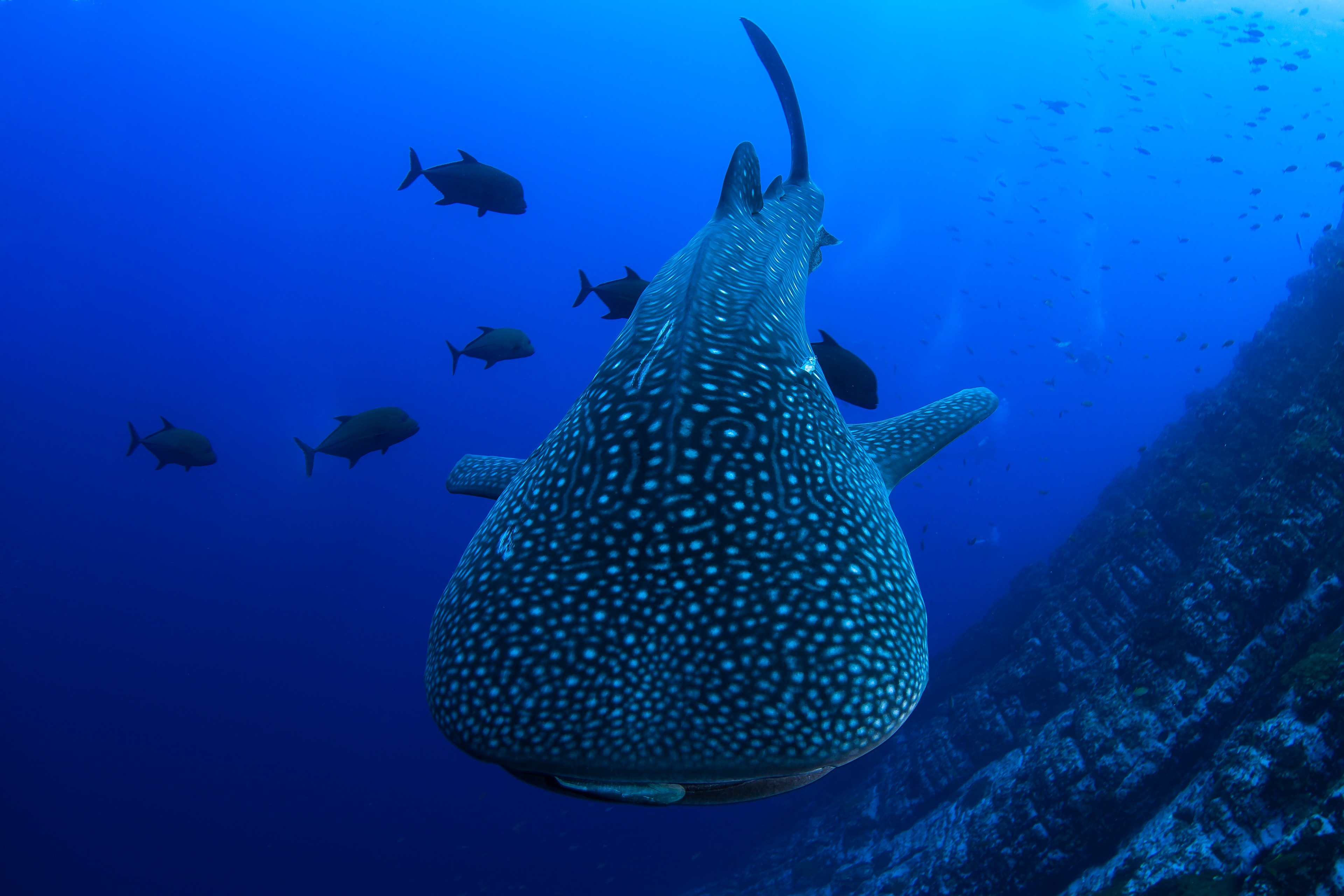 WHALE SHARK, REVILLAGIGEDO ISLANDS