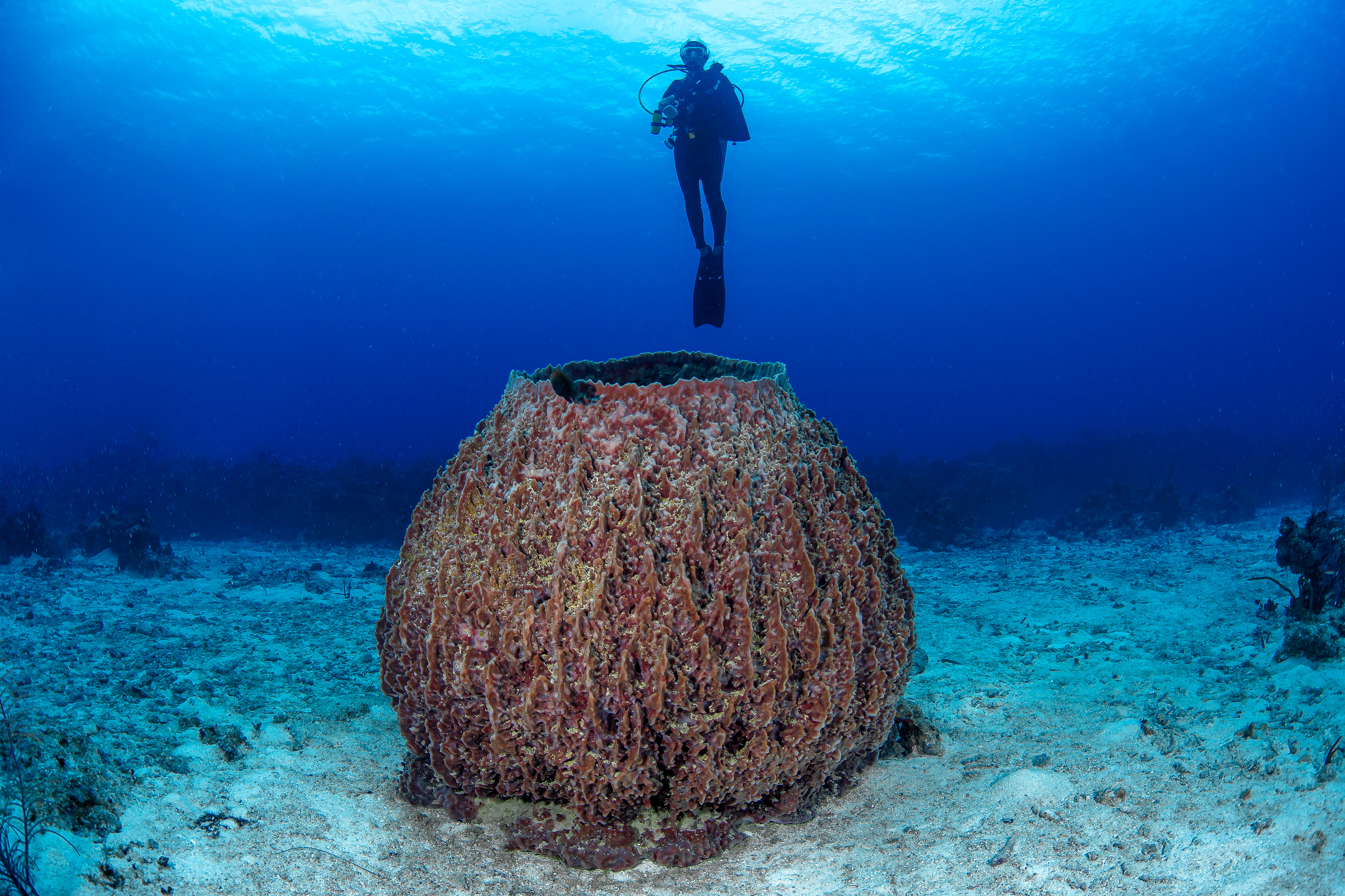 GIANT BARREL SPONGE, GRAND CAYMAN