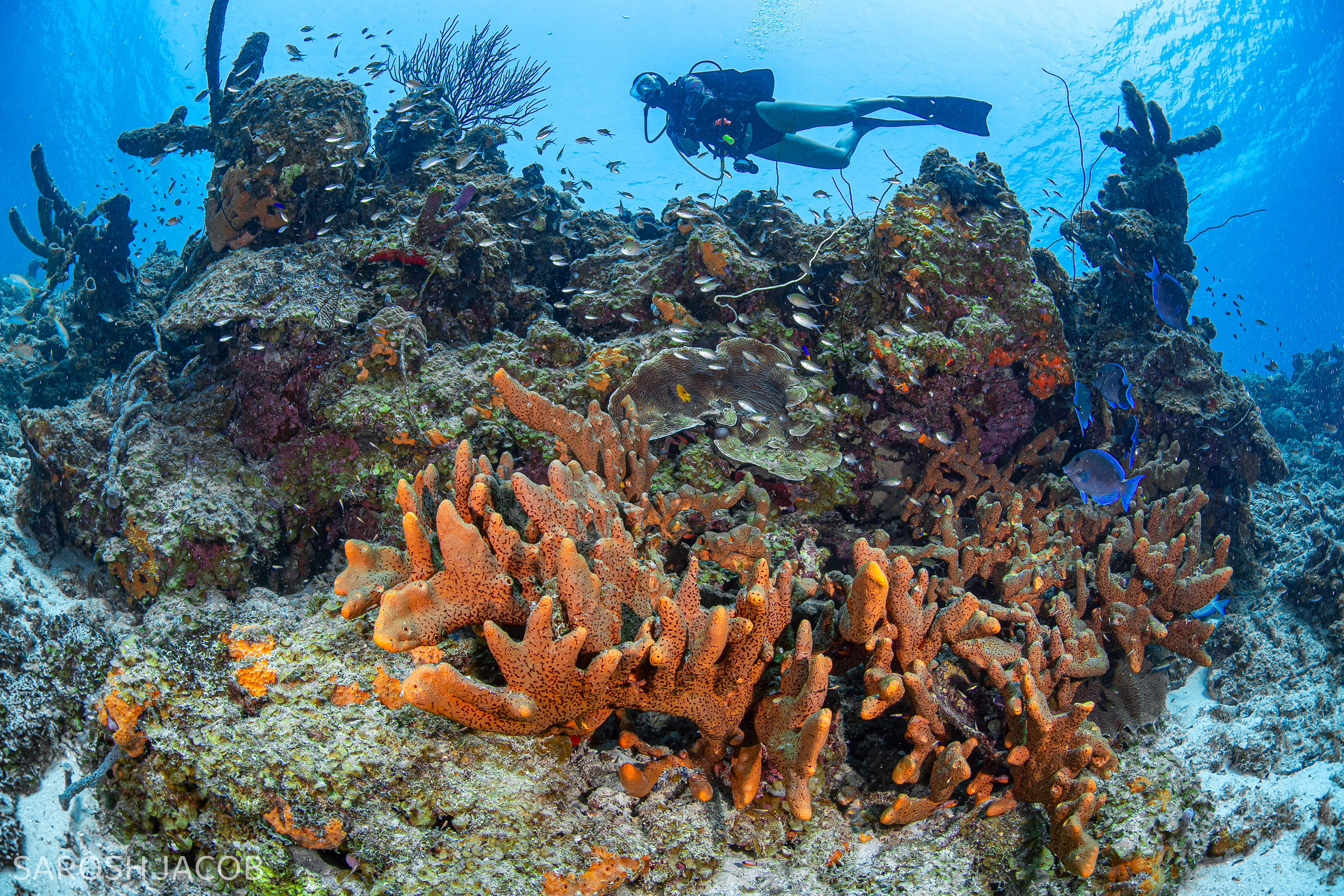 BLUE BAY WALL, CURACAO