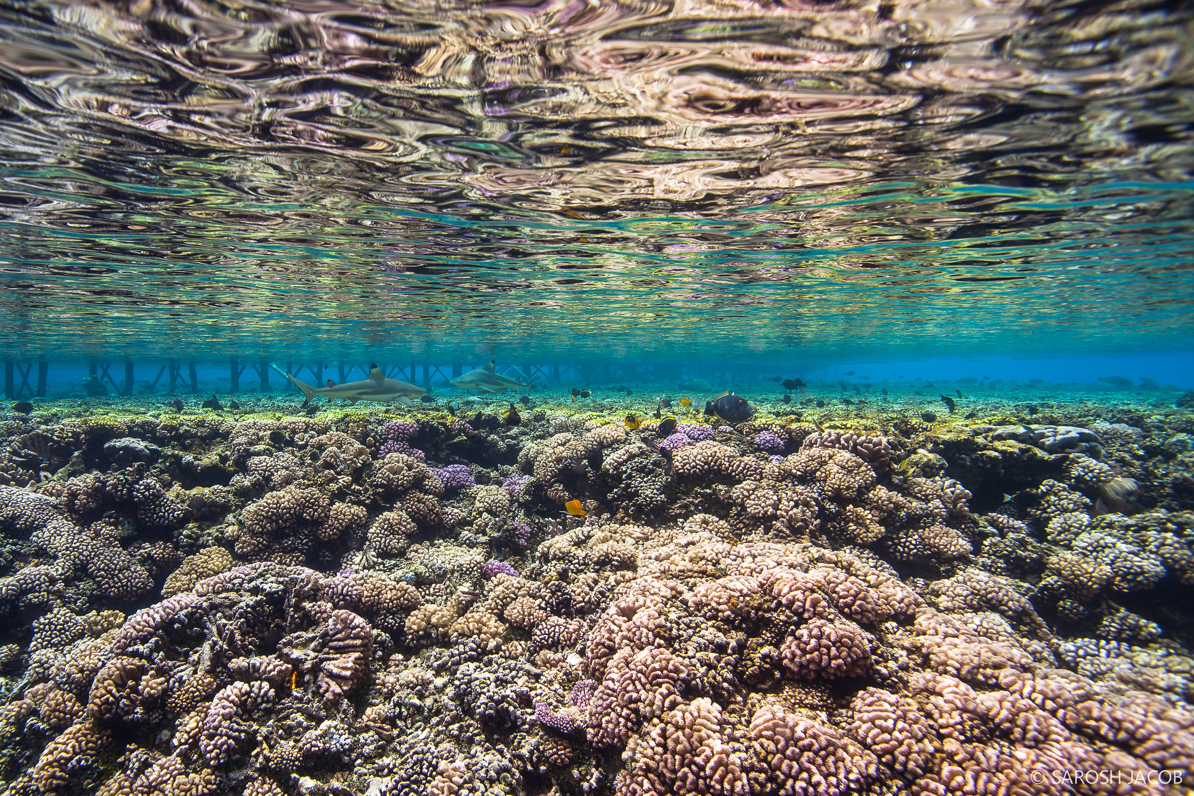 Fakarava, French Polynesia