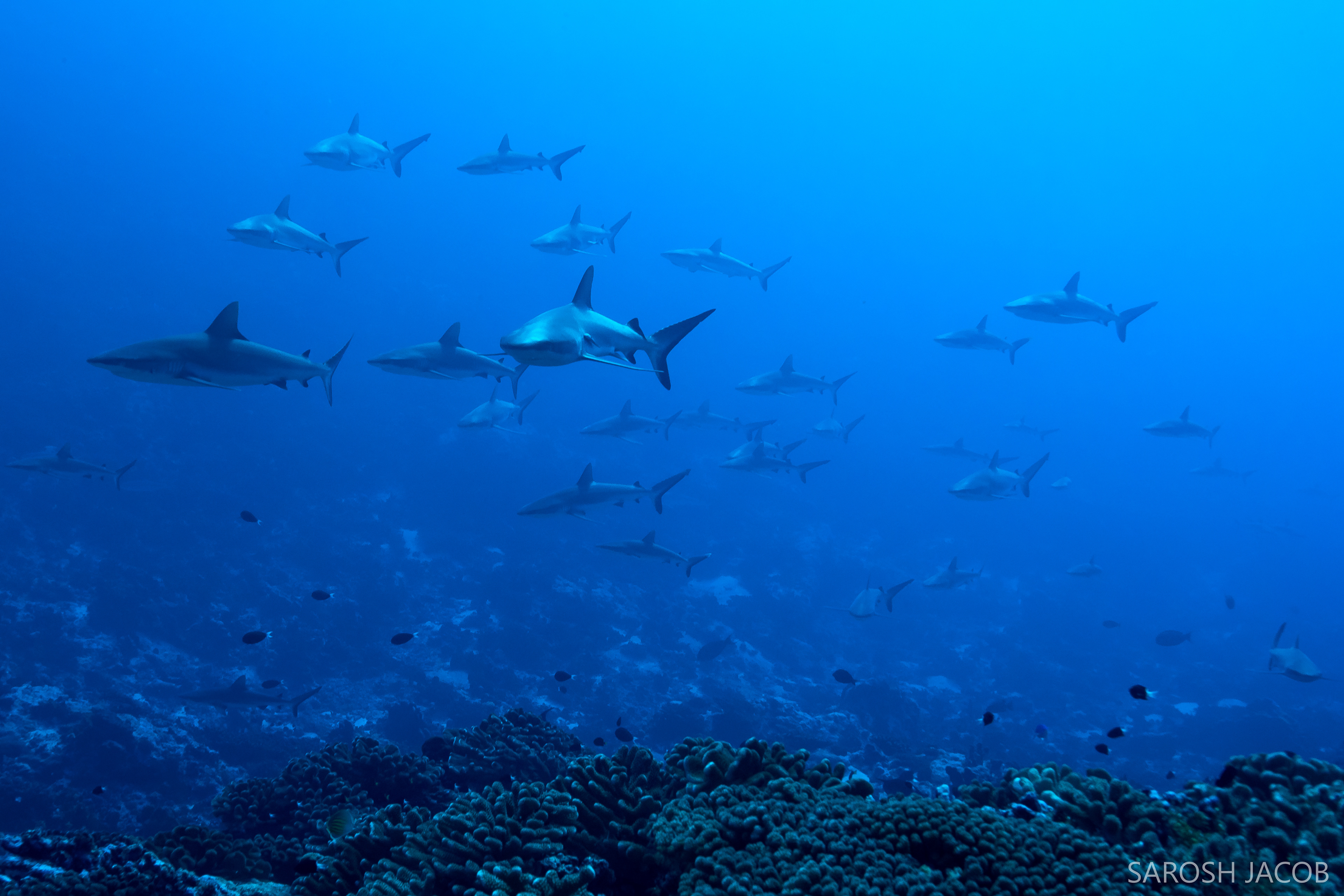 THE SHARKS OF FAKARAVA