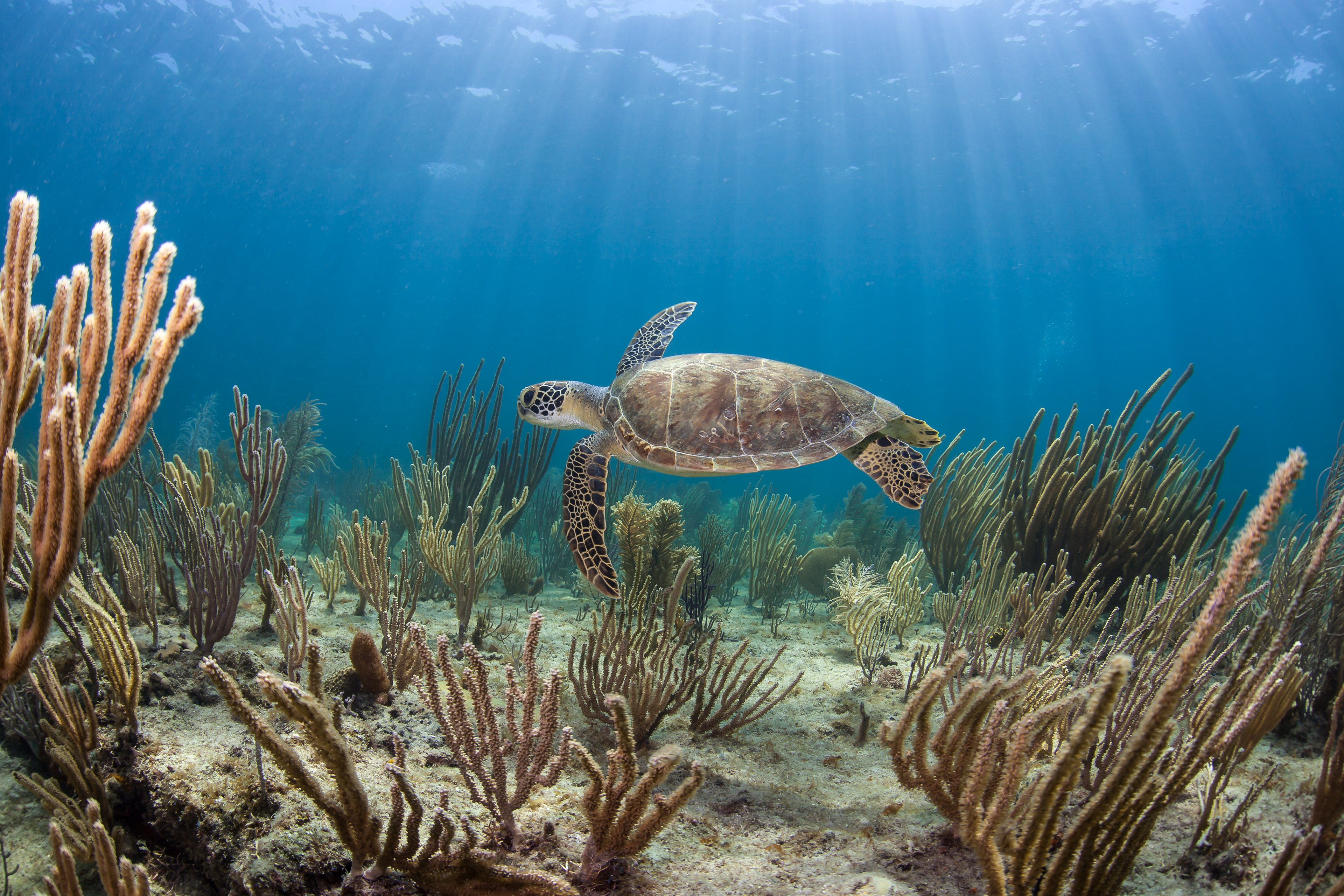 Green Sea Turtle, Lauderdale-by-the-Sea
