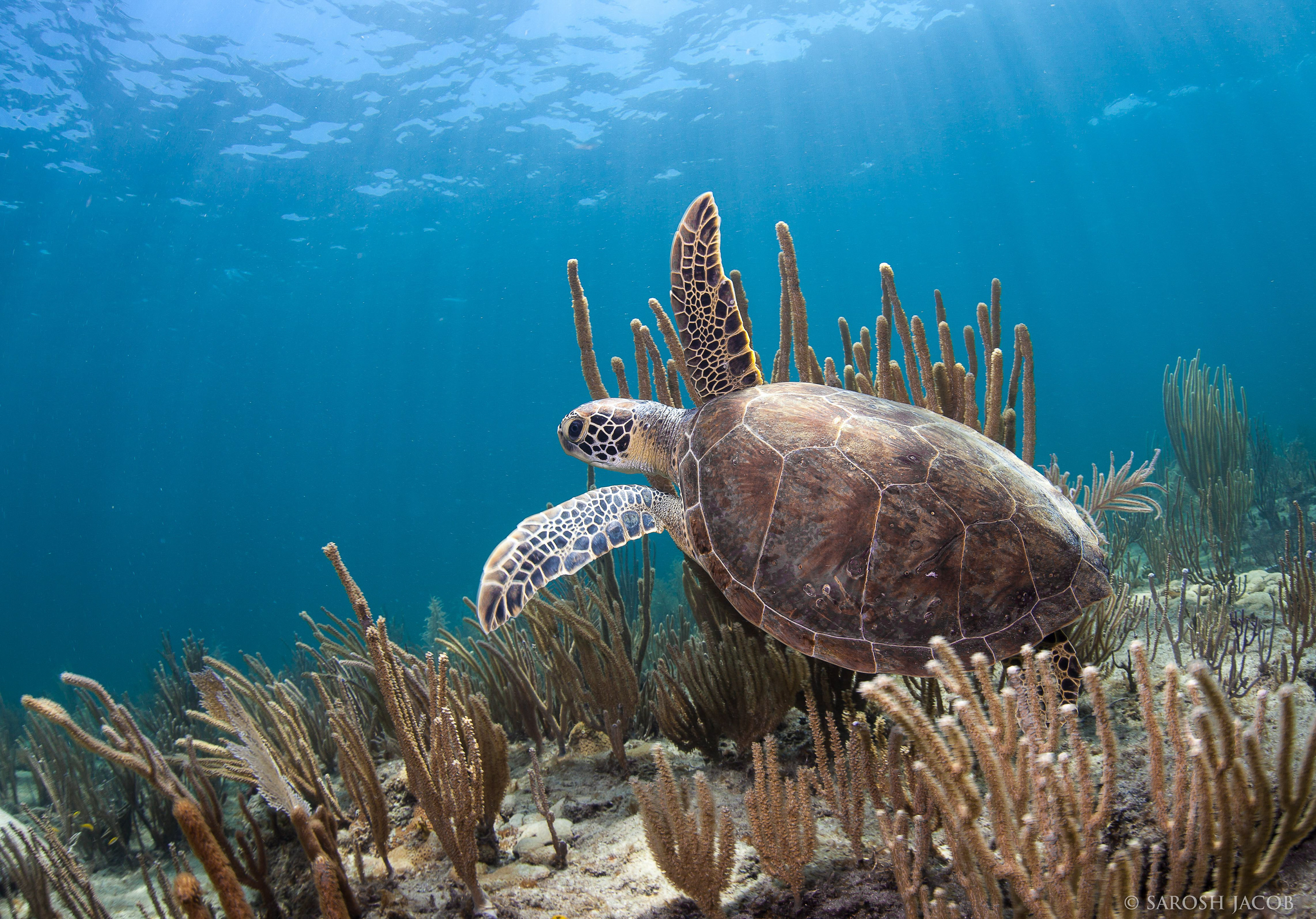 Green Sea Turtle, Lauderdale-by-the-Sea