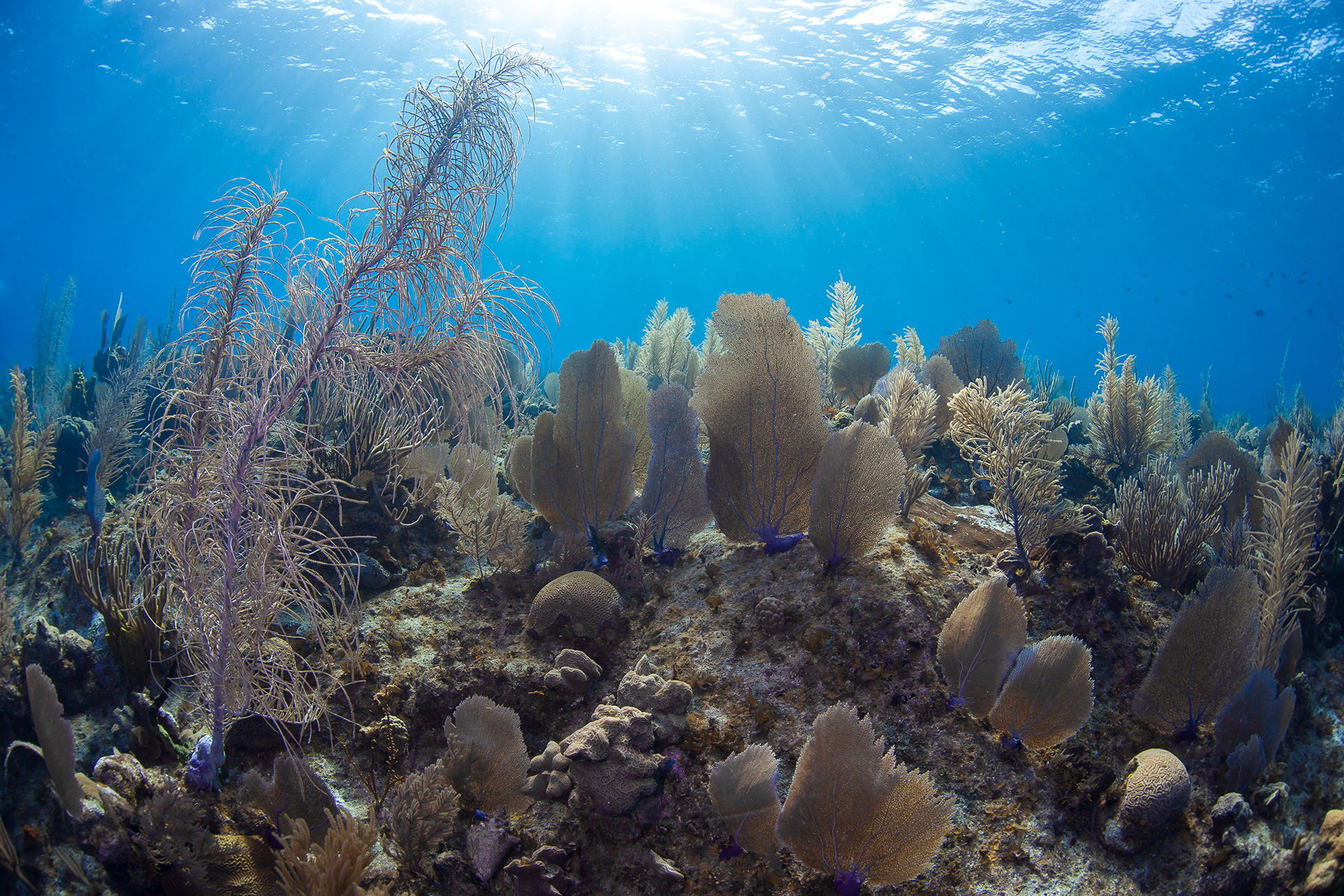 Little Cayman, Cayman Islands
