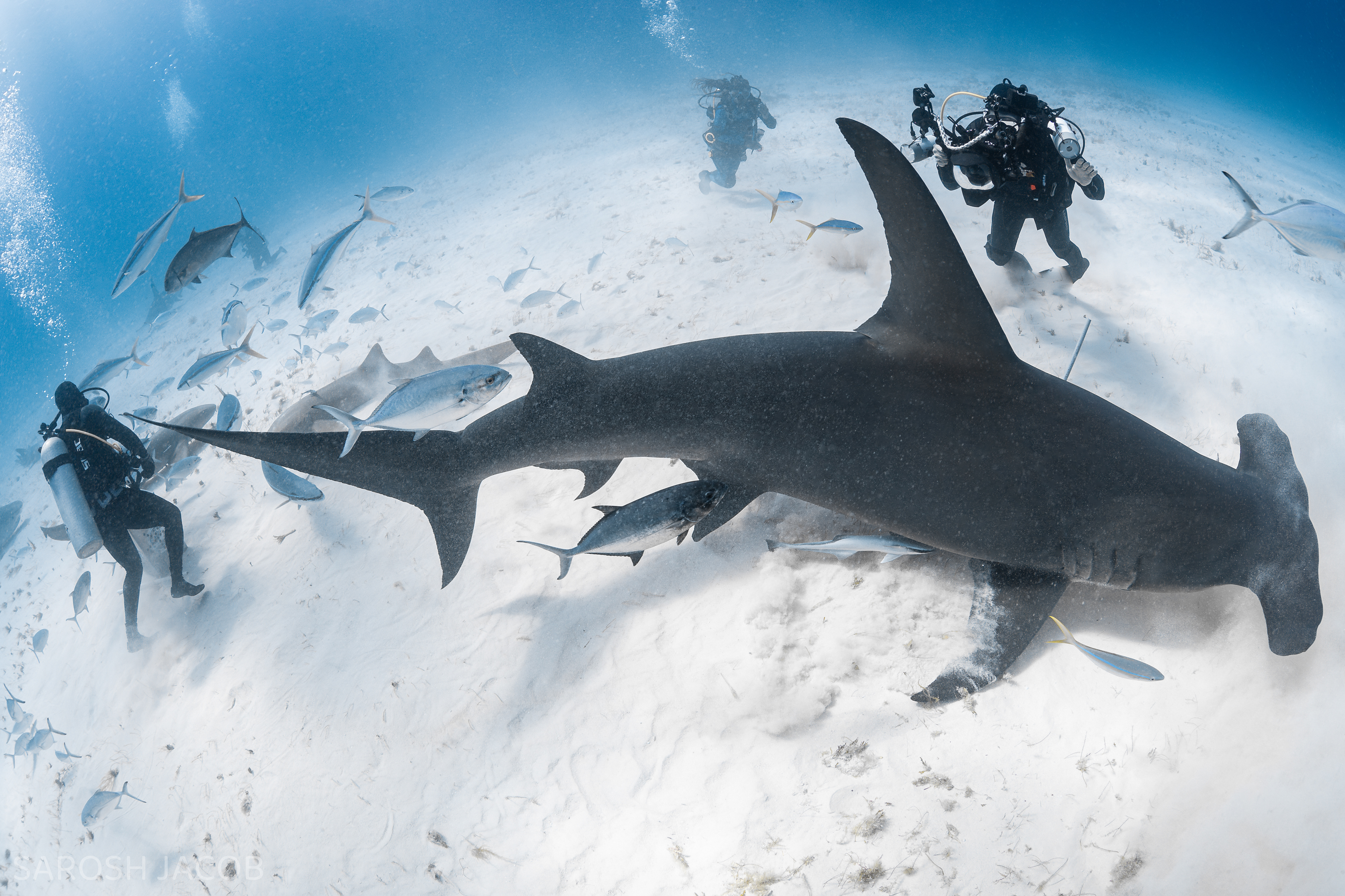 GREAT HAMMERHEAD SHARK "QUEEN" - BIMINI