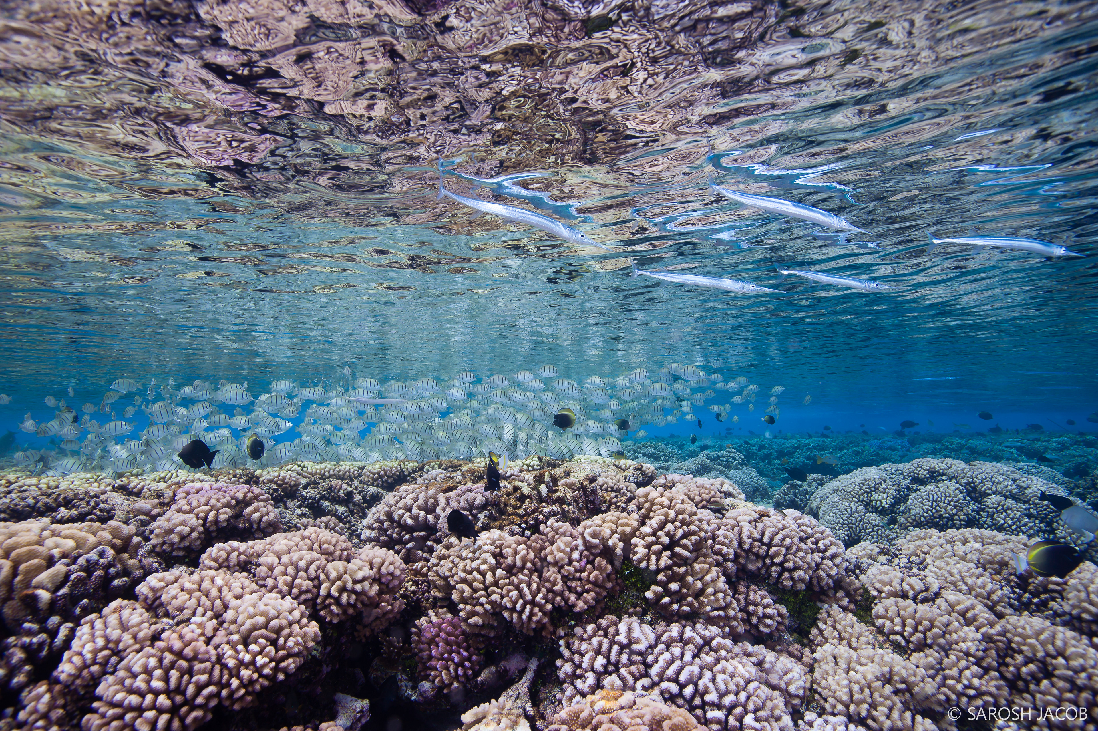 Fakarava, French Polynesia