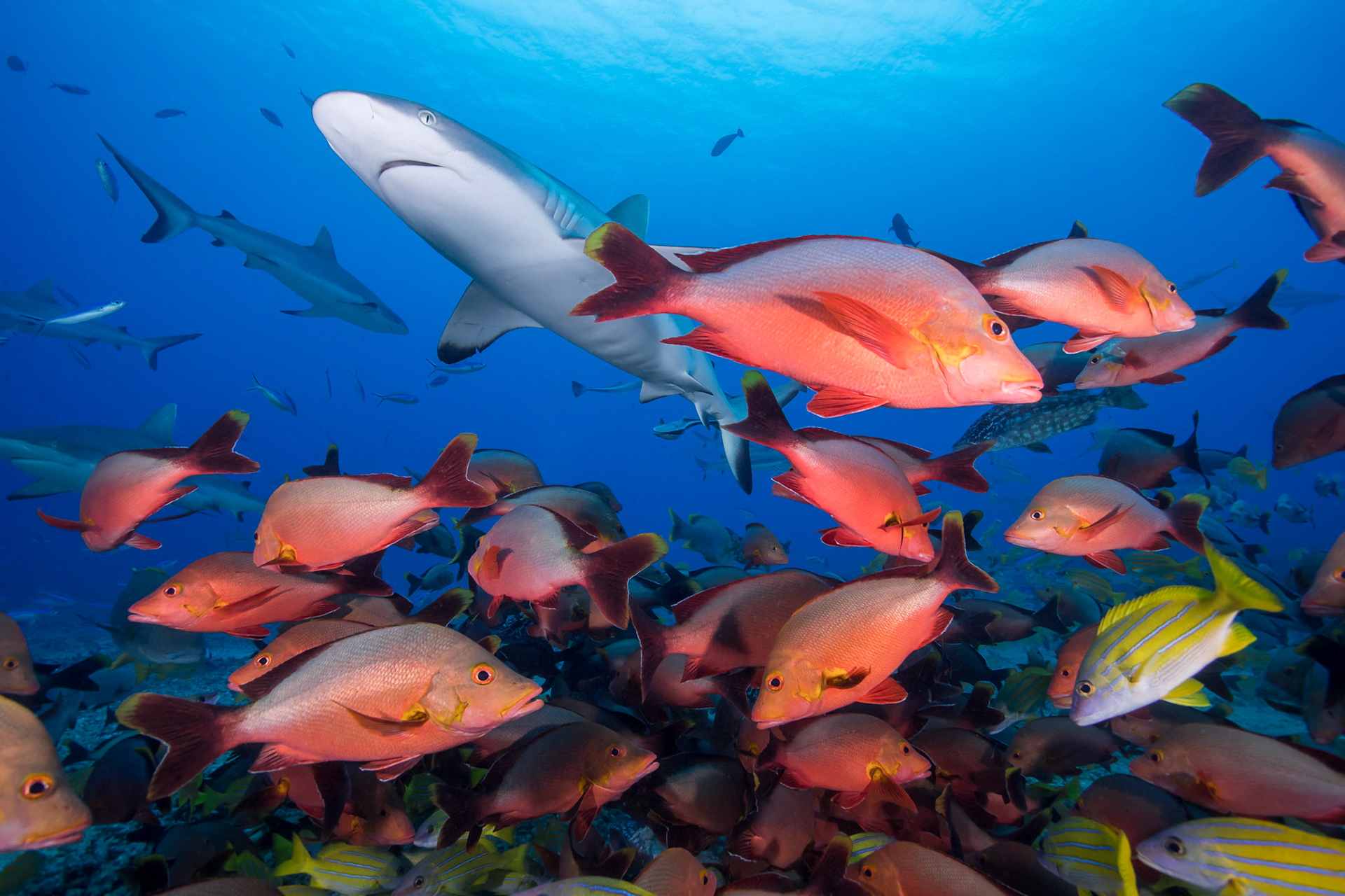 Grey Reef Shark, Tahiti