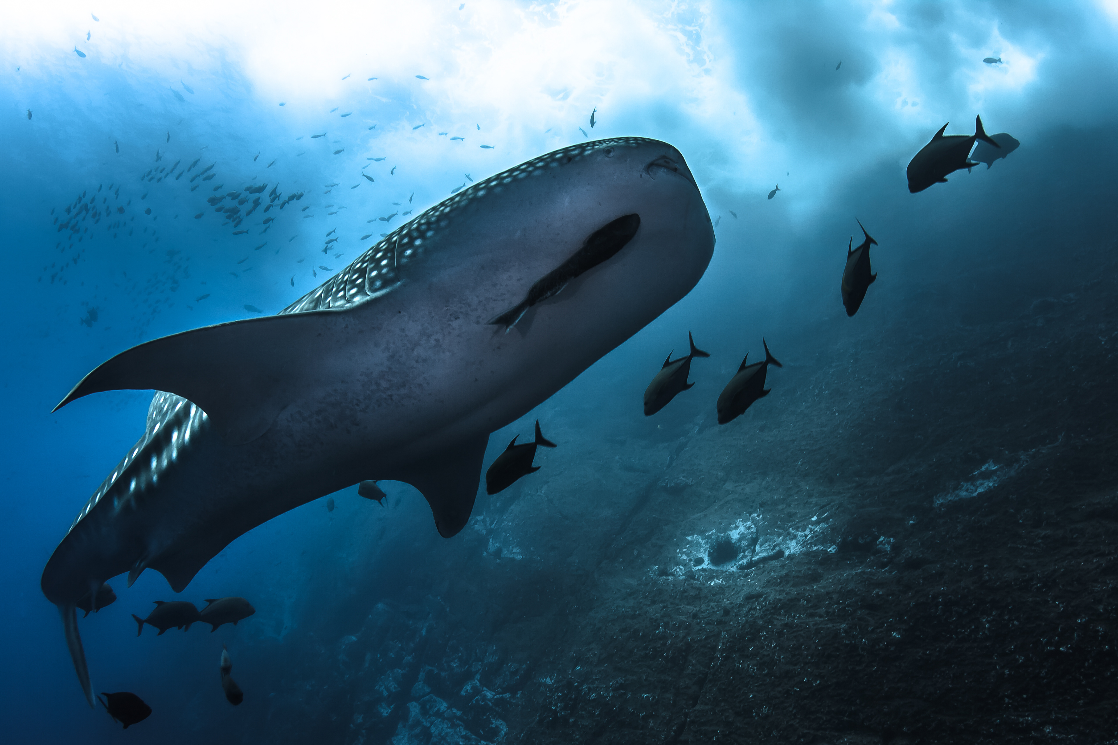 WHALE SHARK, ROCA PARTIDA SOCORRO