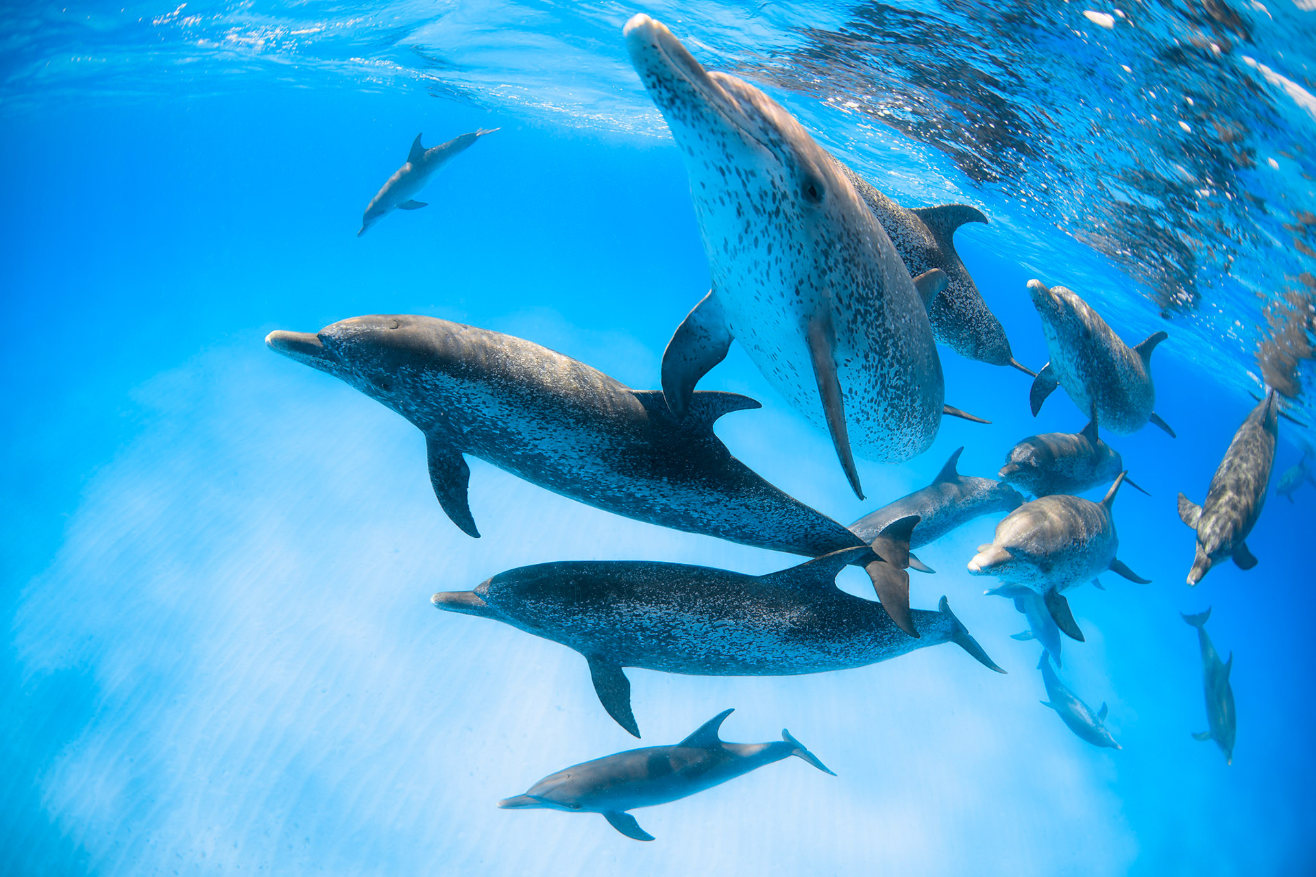 Atlantic spotted dolphins, Bimini