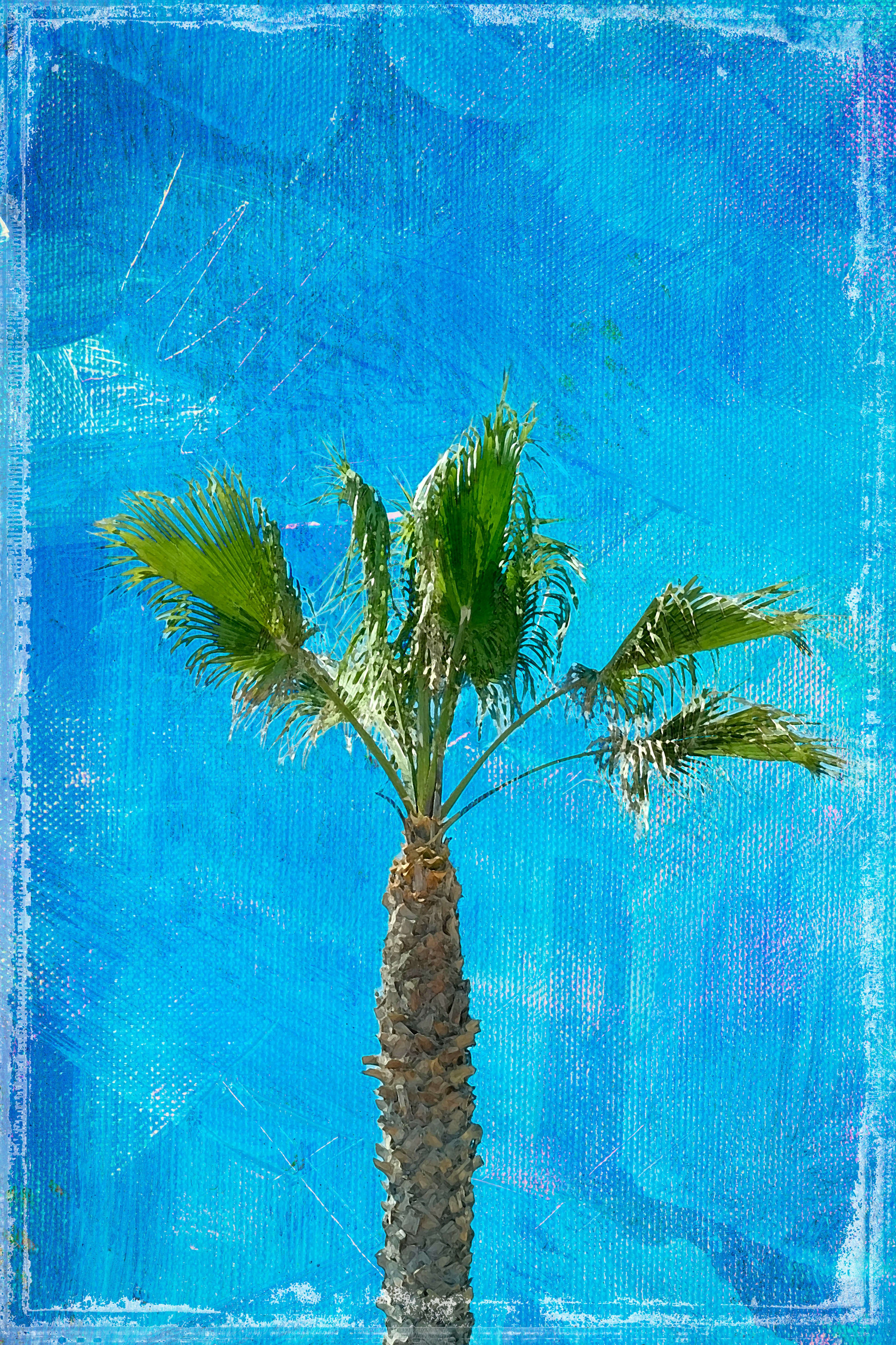 Palm iii