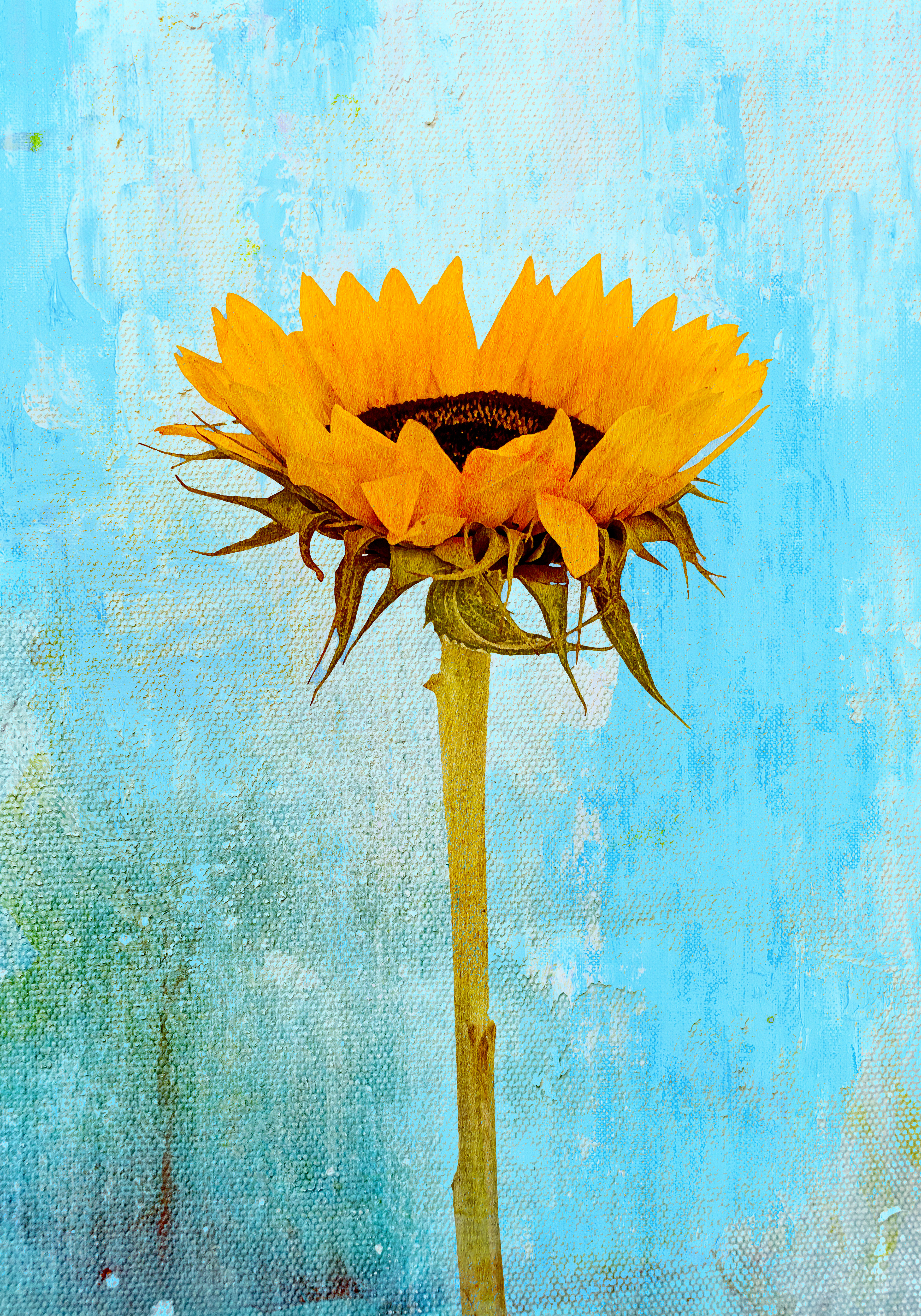 Sunflower i