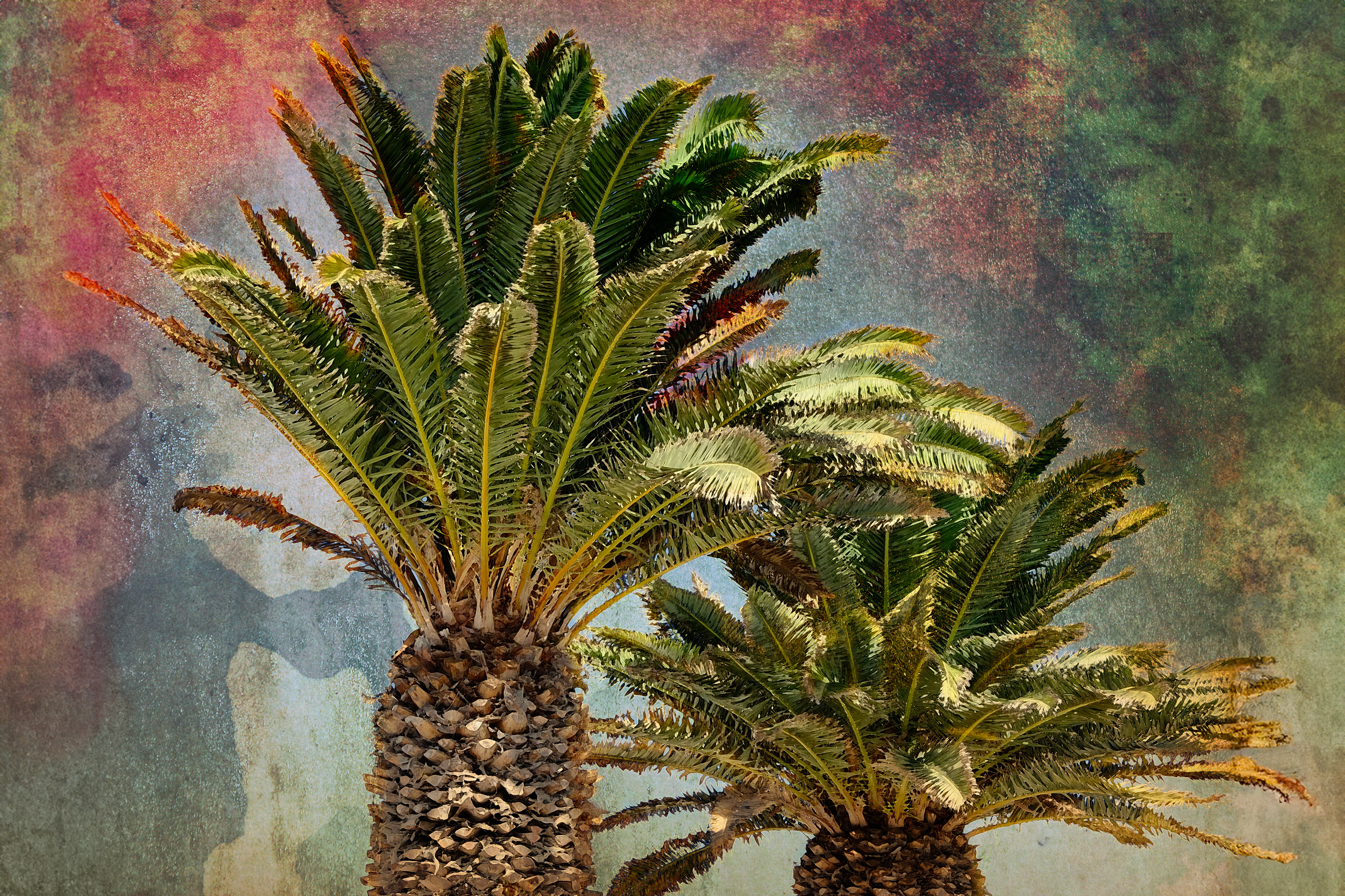 Palm iv