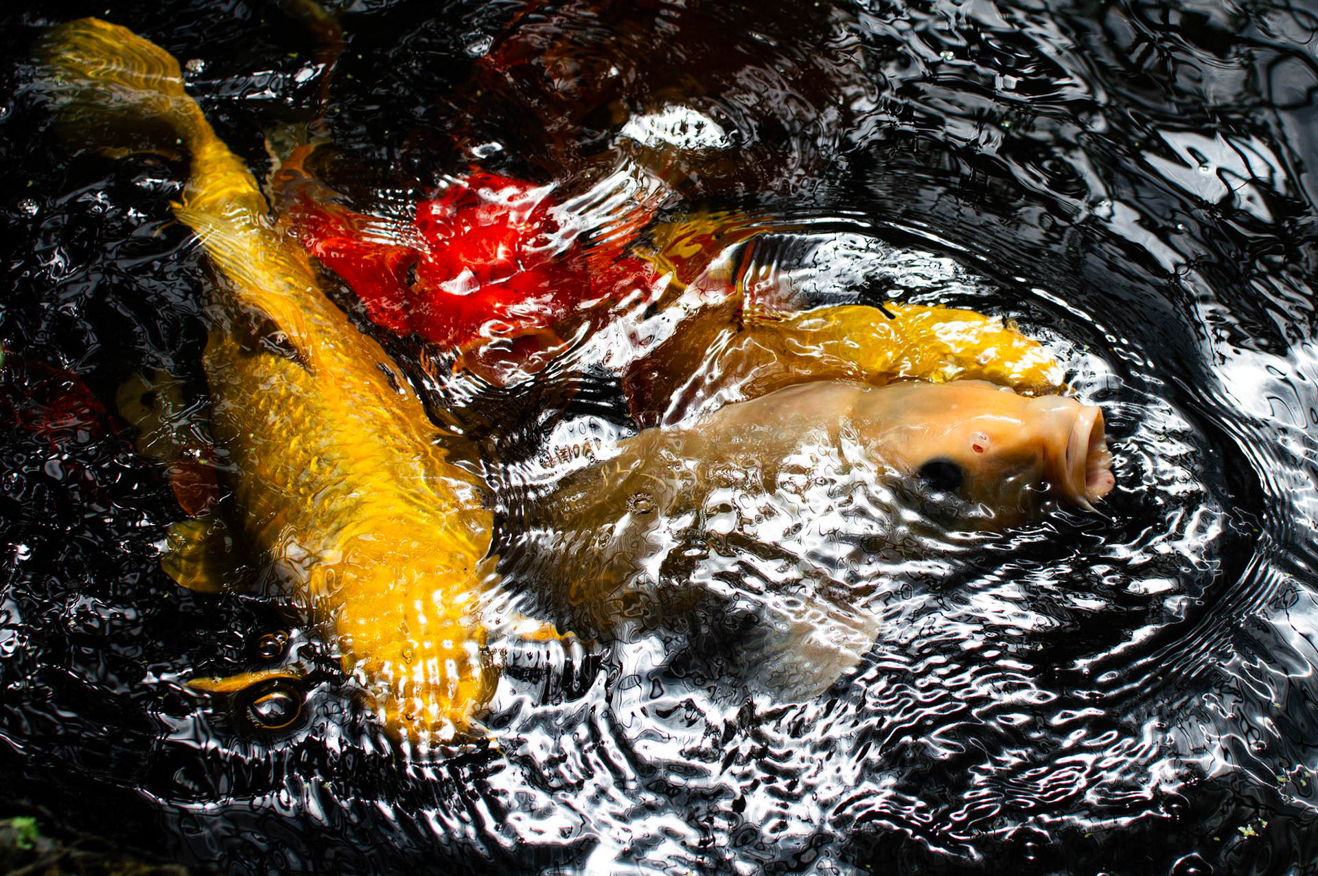 Carp