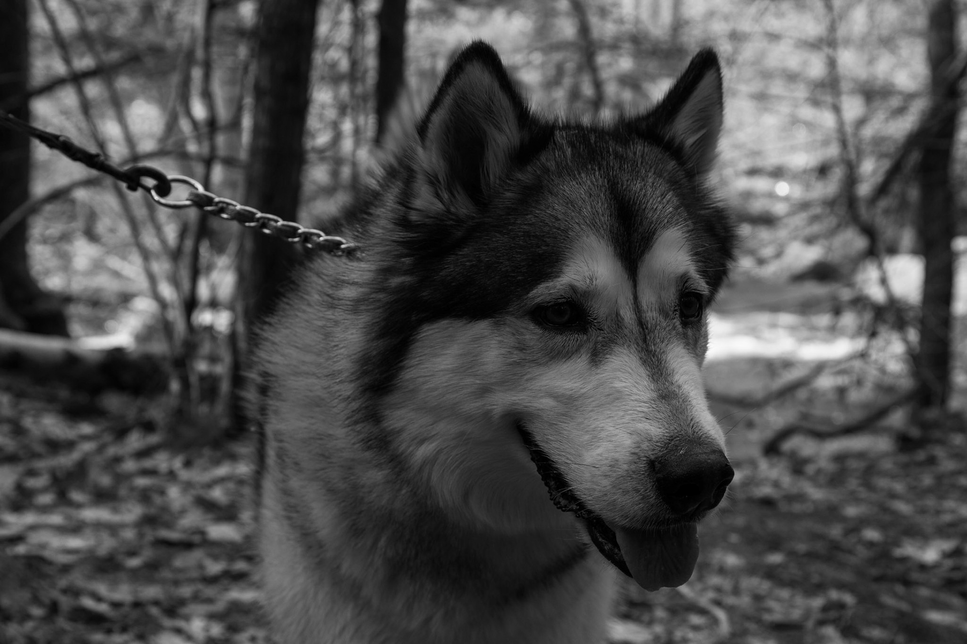 4/10/2020 - Willard Brook State Forest