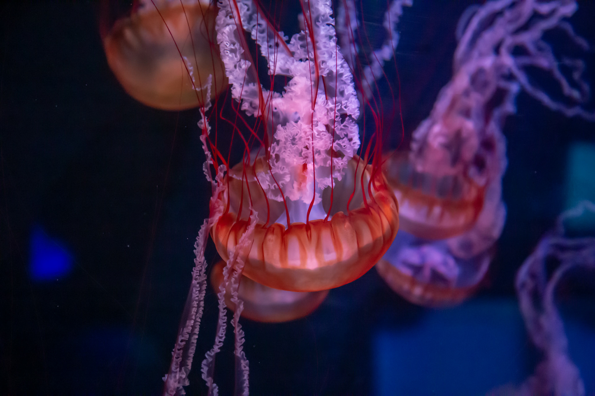 Mystic Aquarium, CT