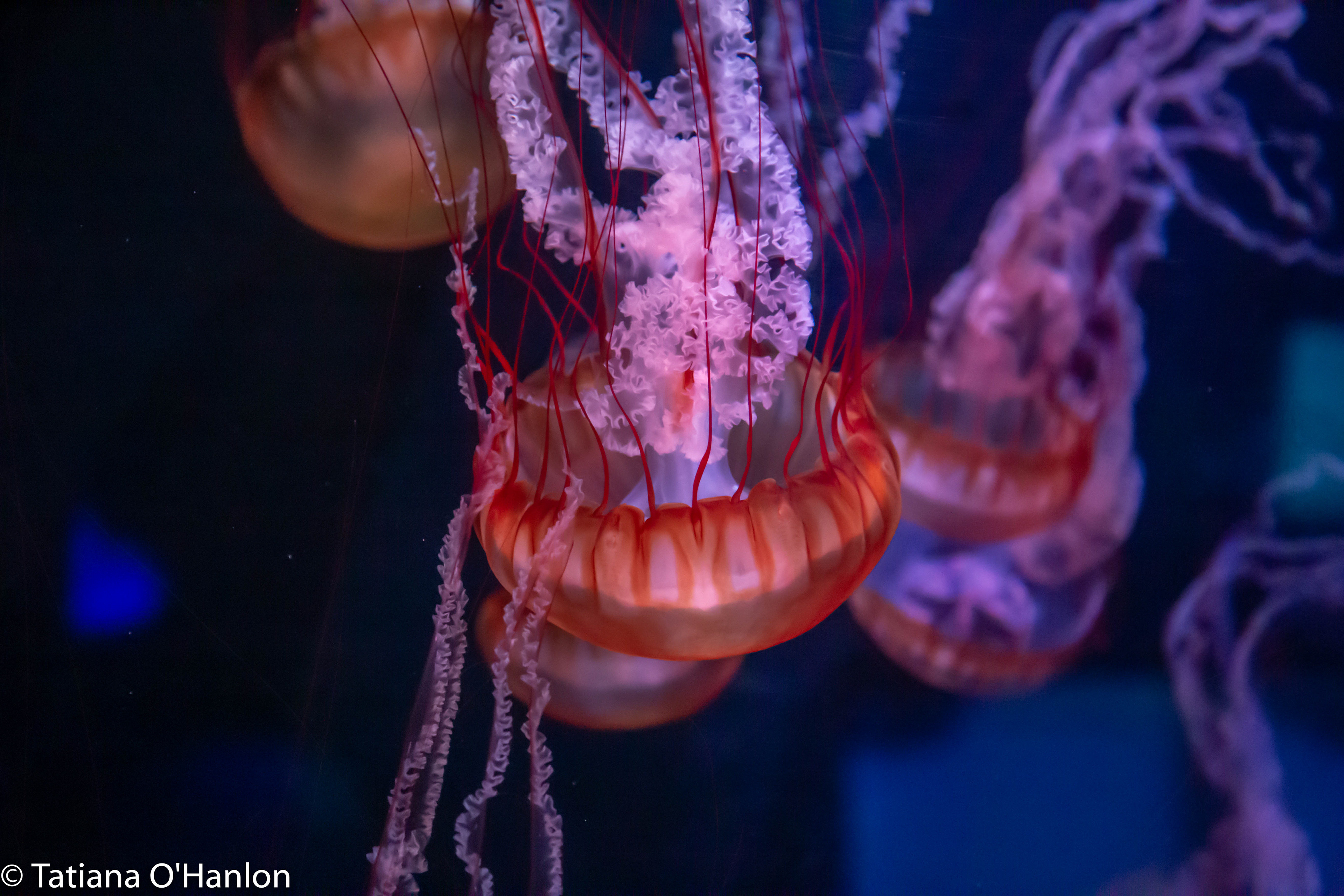 Mystic Aquarium