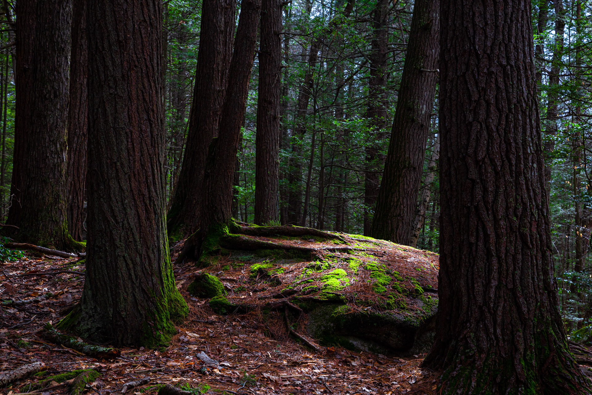 Willard Brook State Forest, Ashby, MA