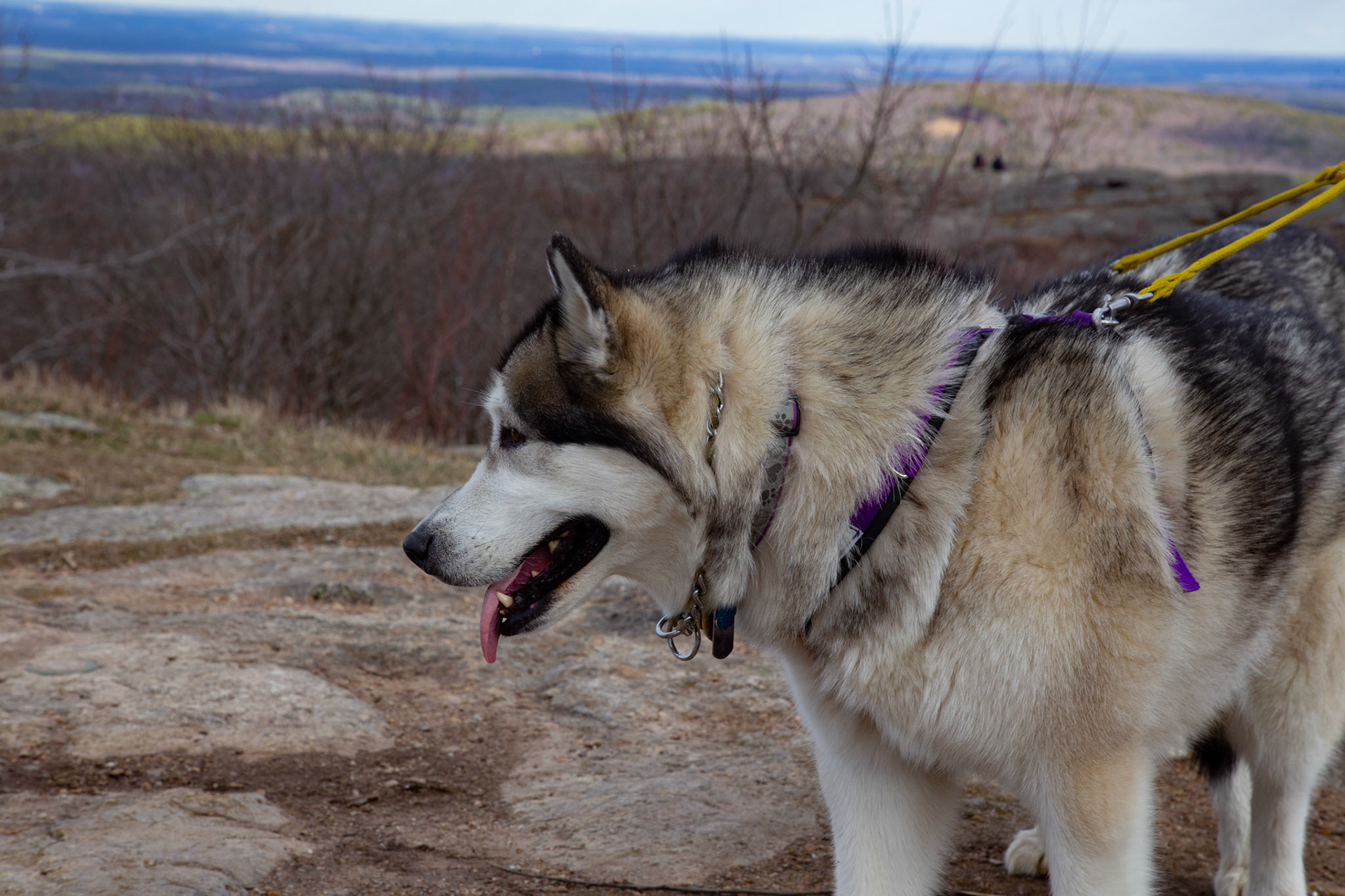 4/11/2020 ~ Mount Watatic
