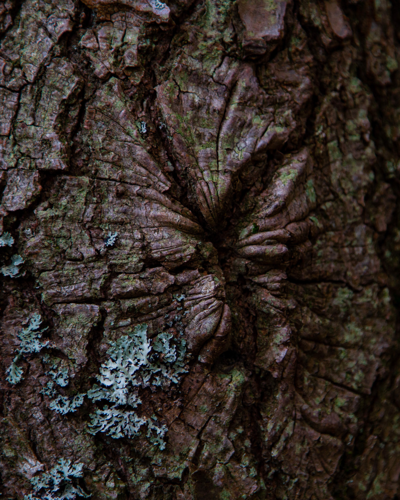 Willard Brook State Forest, Ashby, MA
