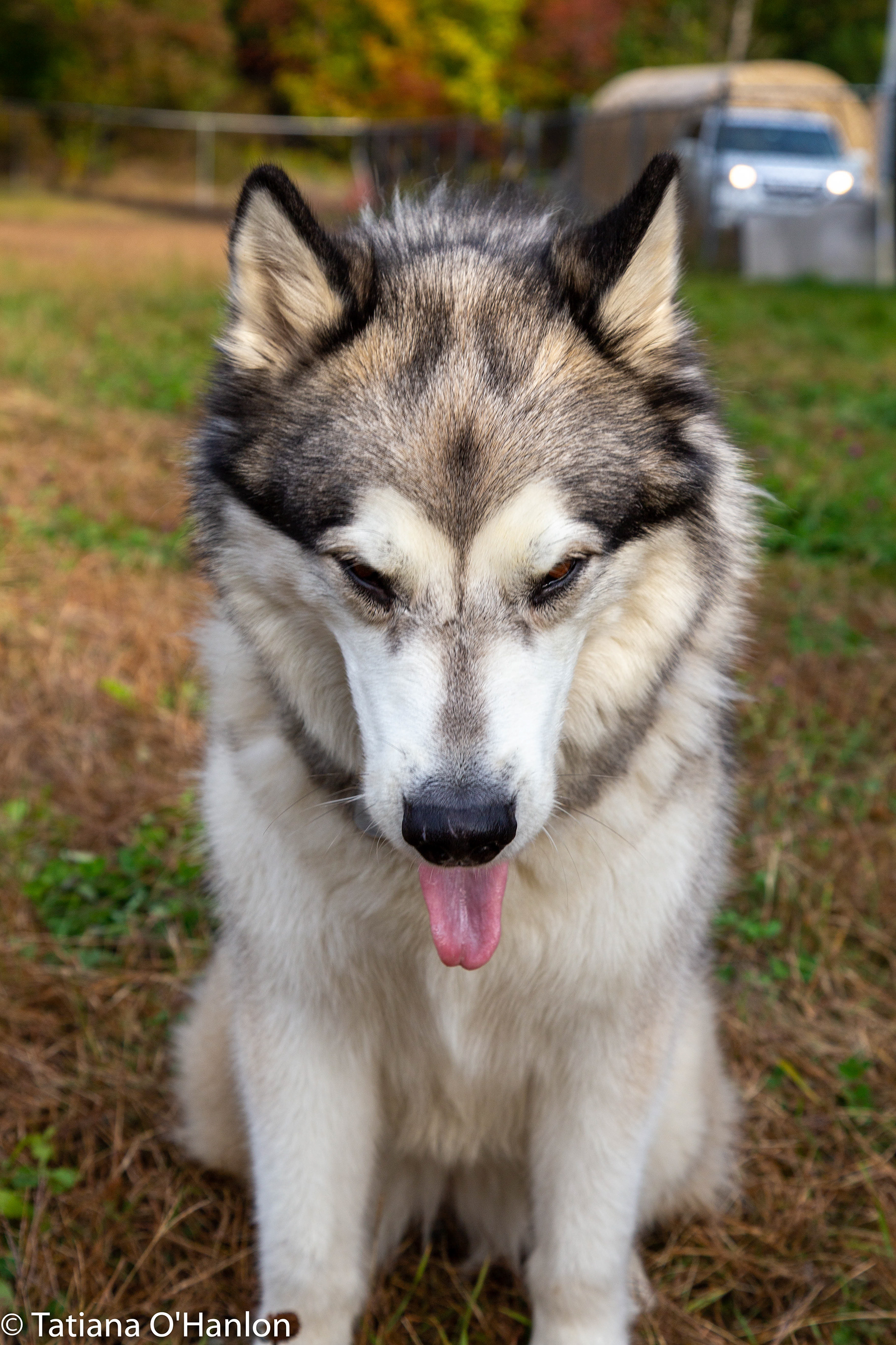 Bellatrix