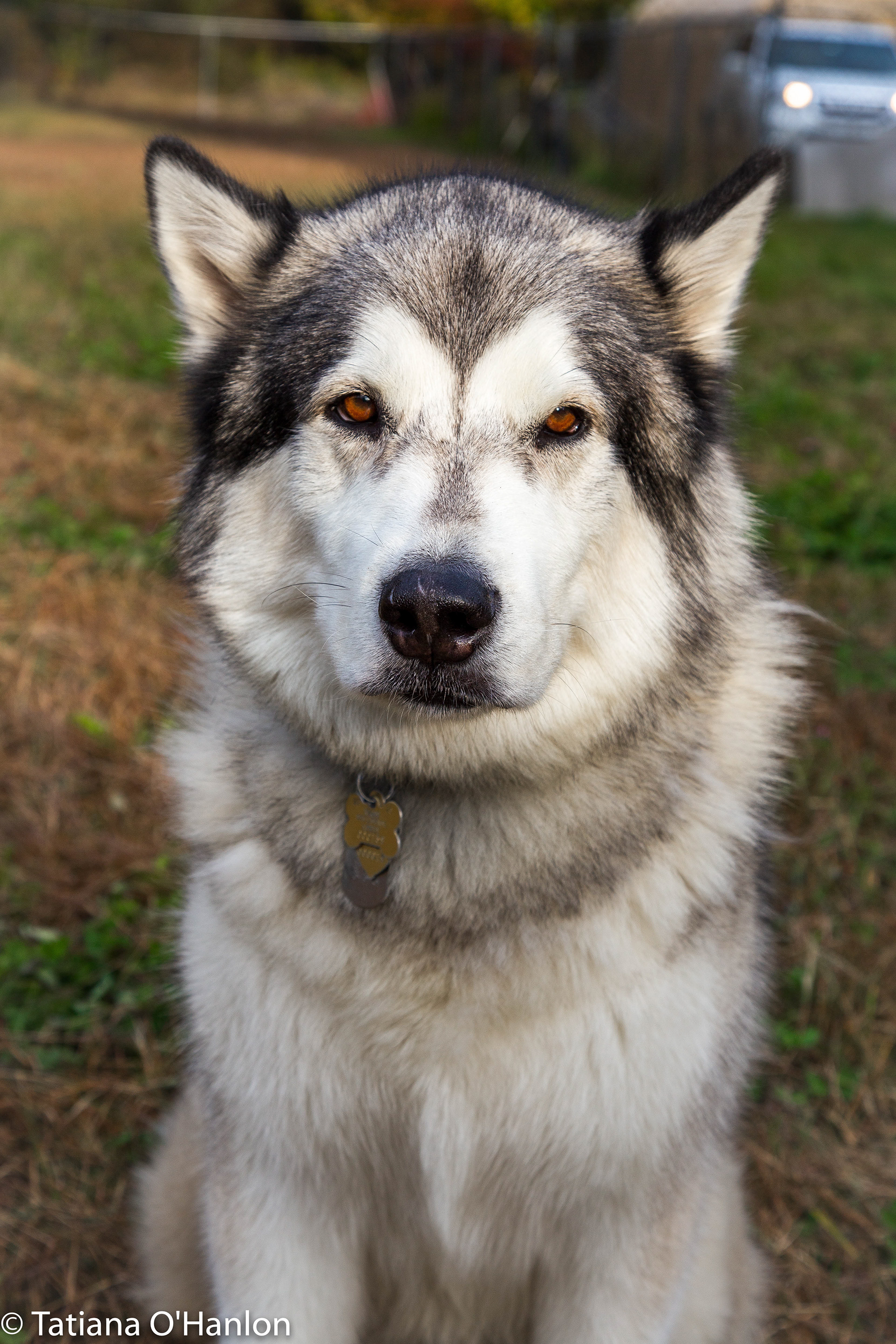 Bellatrix