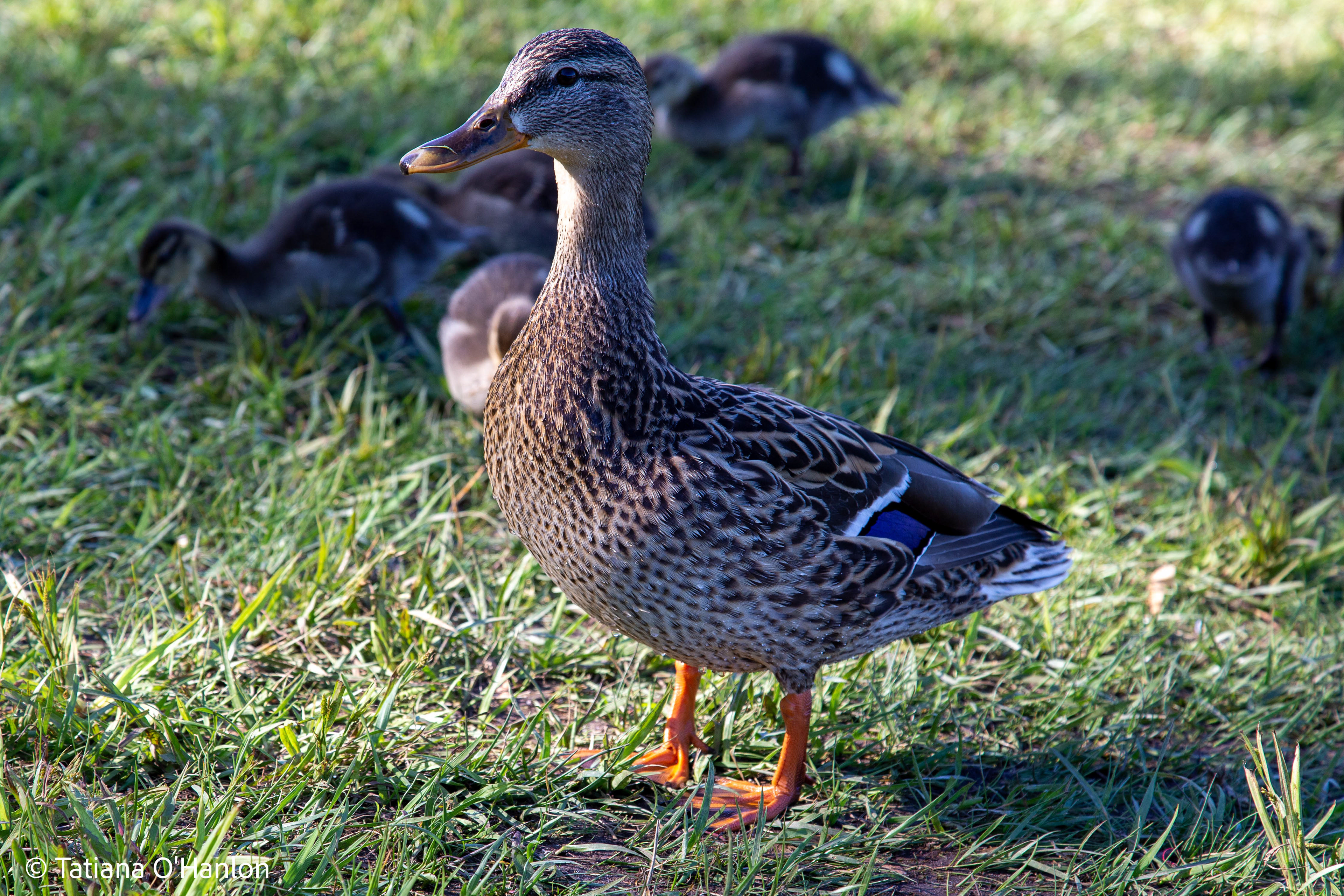 Mama duck!
