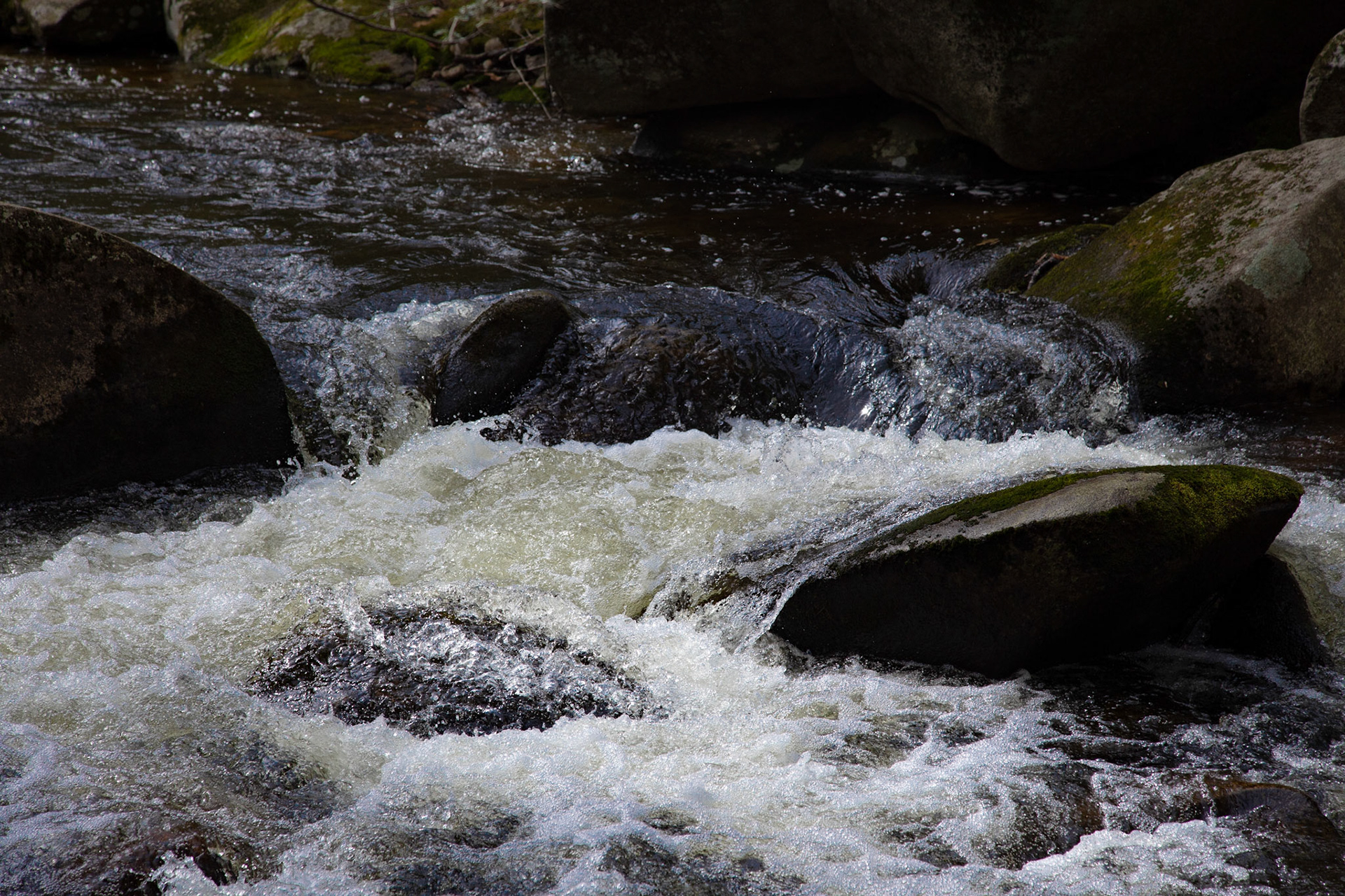 4/10/2020 ~ Willard Brook Forest