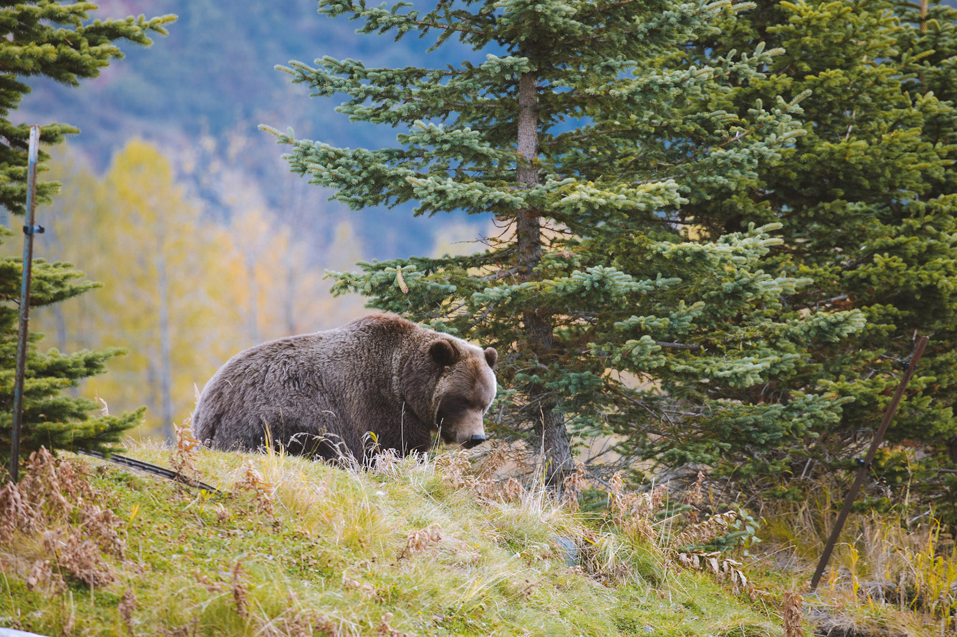 Alaskan Wildlife
