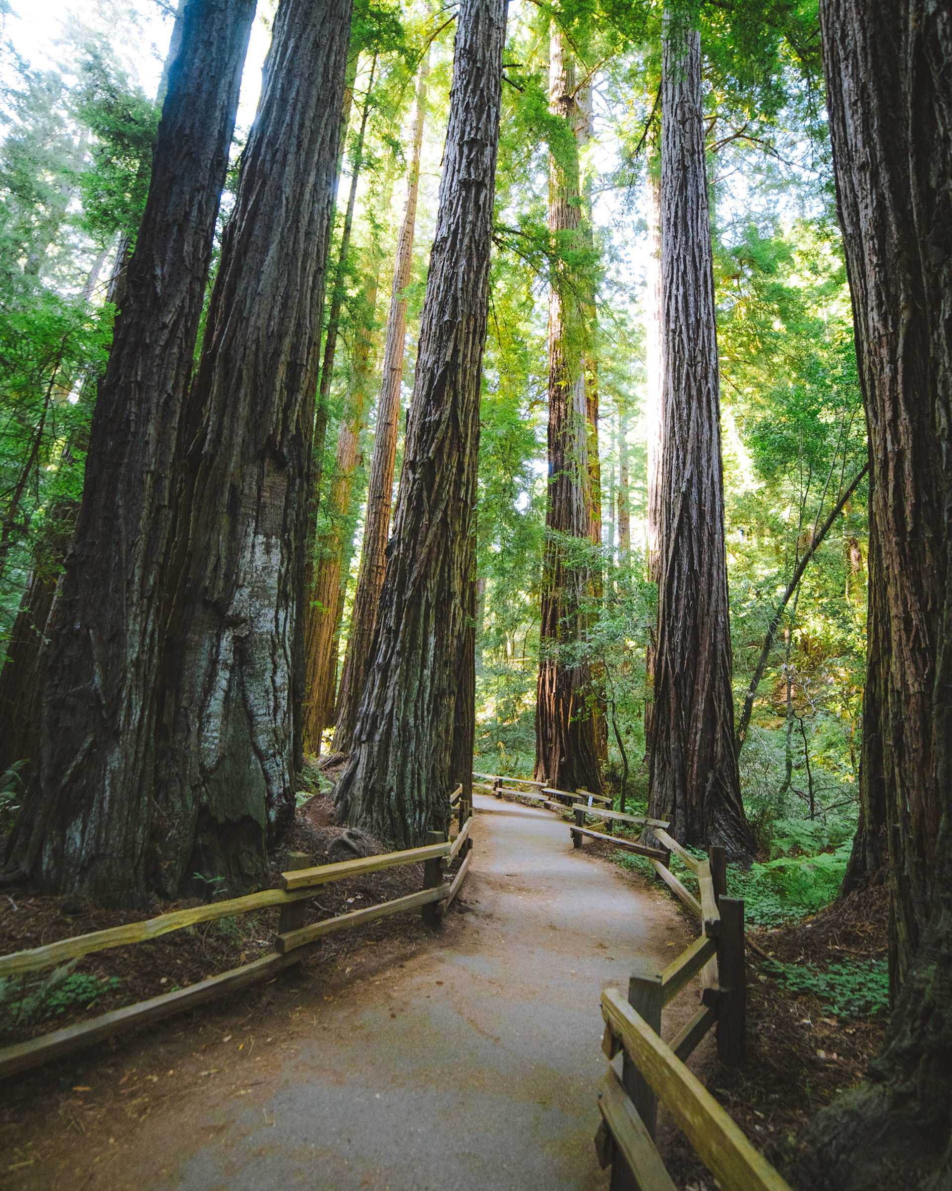 Redwoods in California