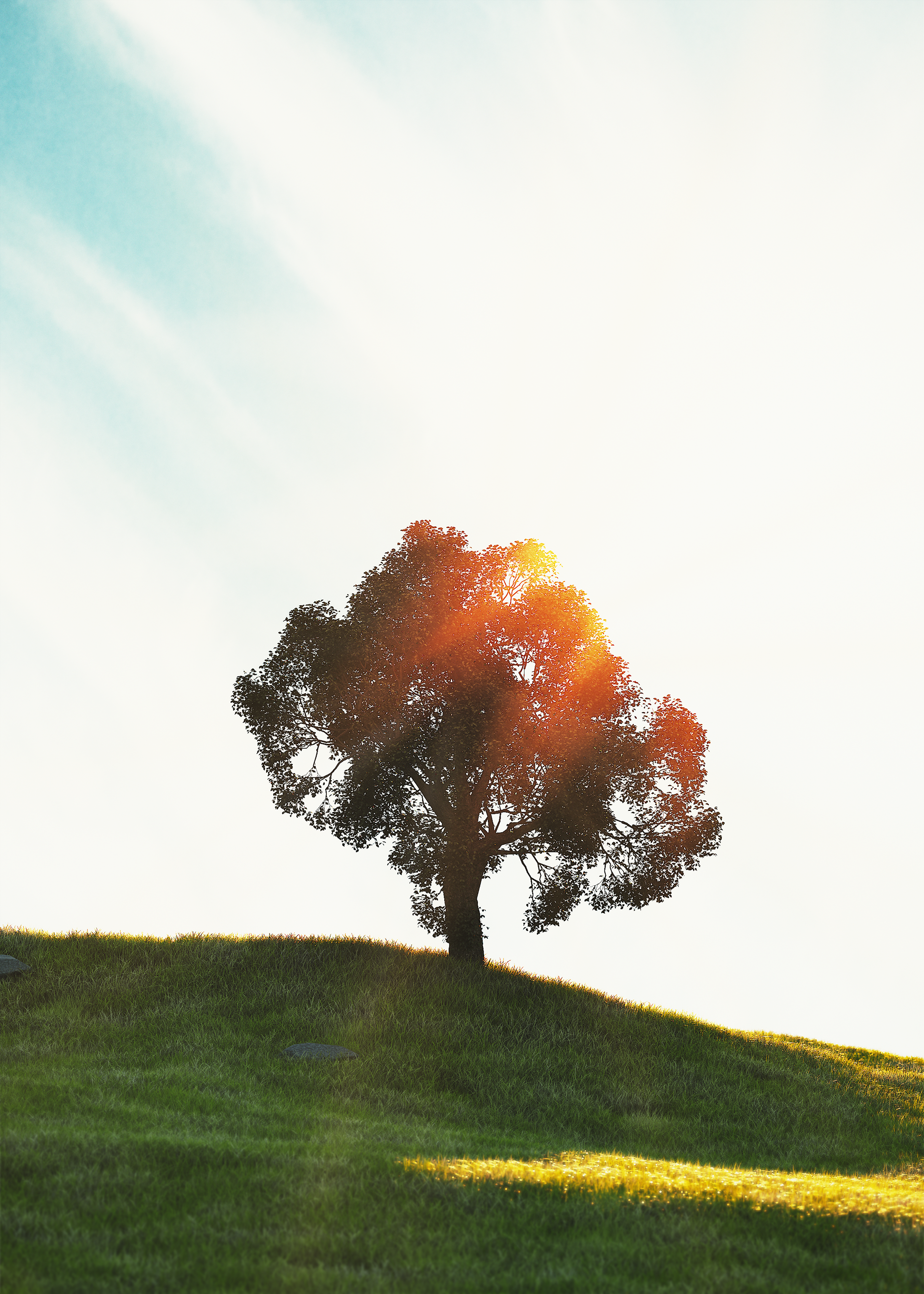 TREE SUNSET