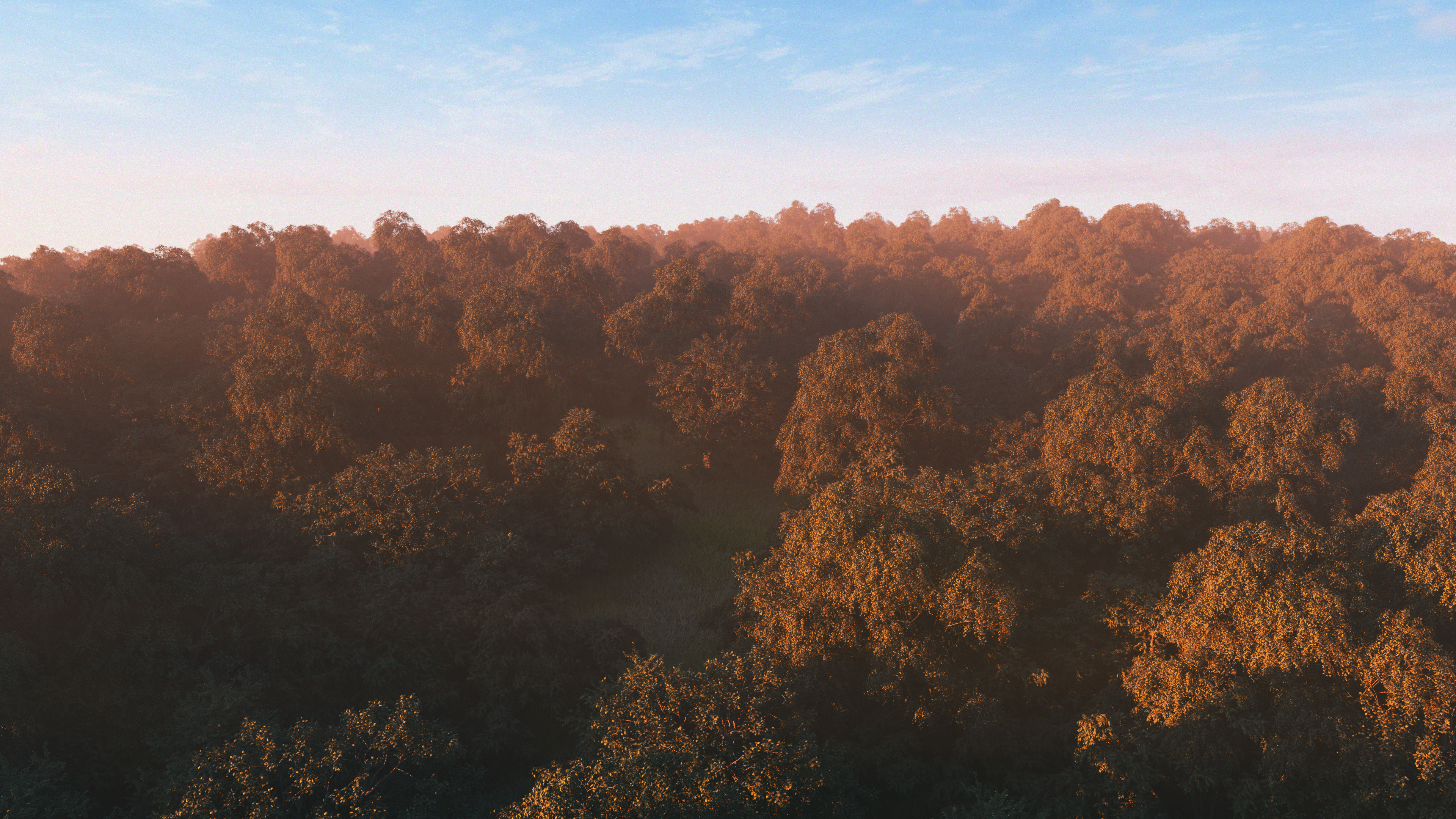 AERIAL FOREST