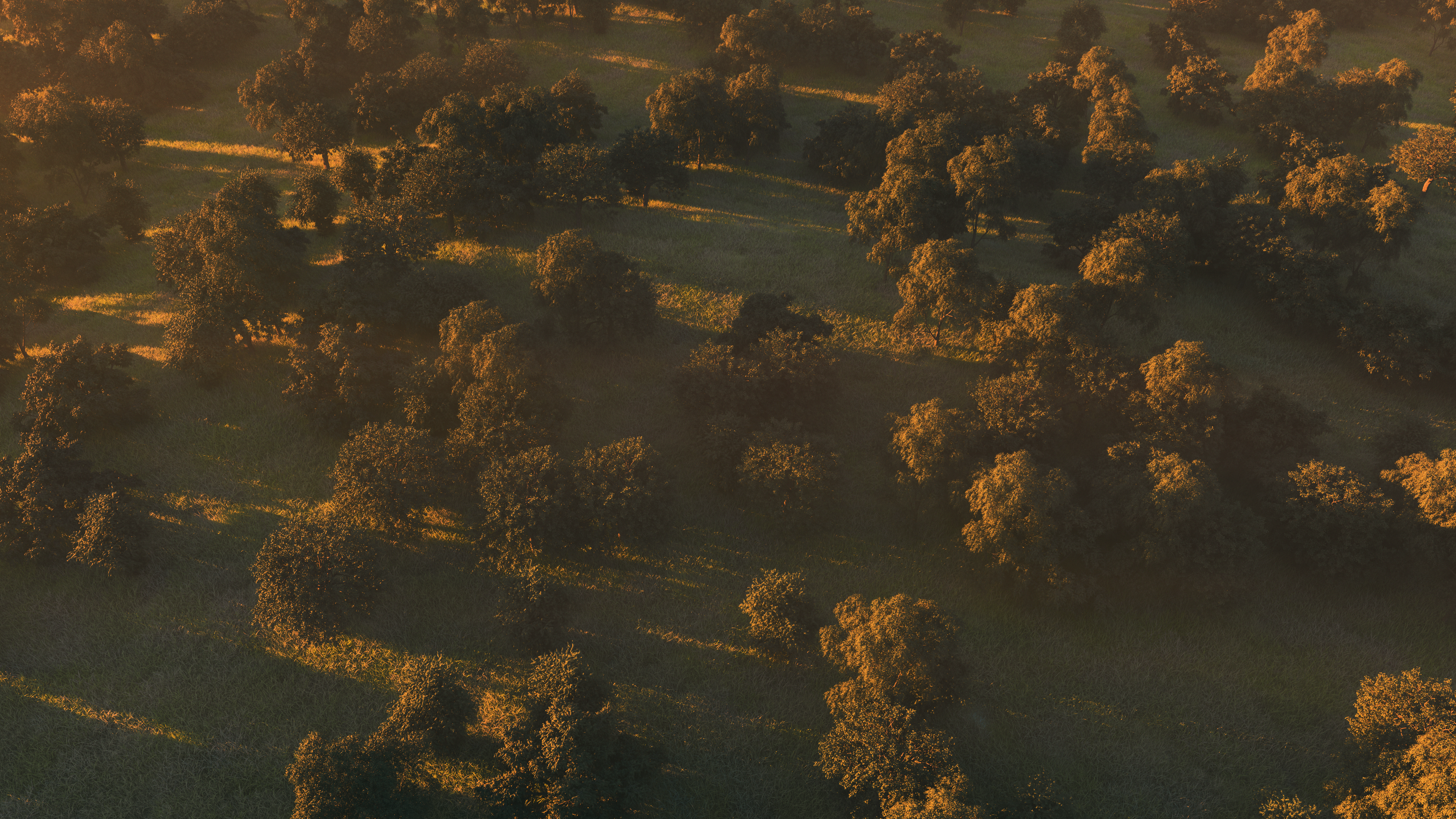 FOREST