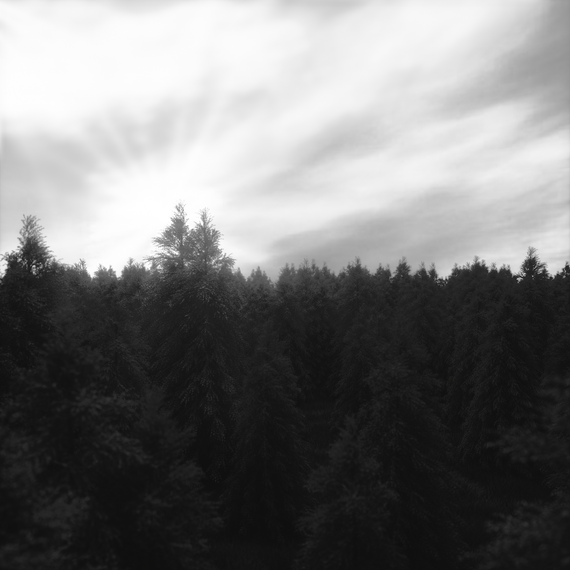 PINE FOREST
