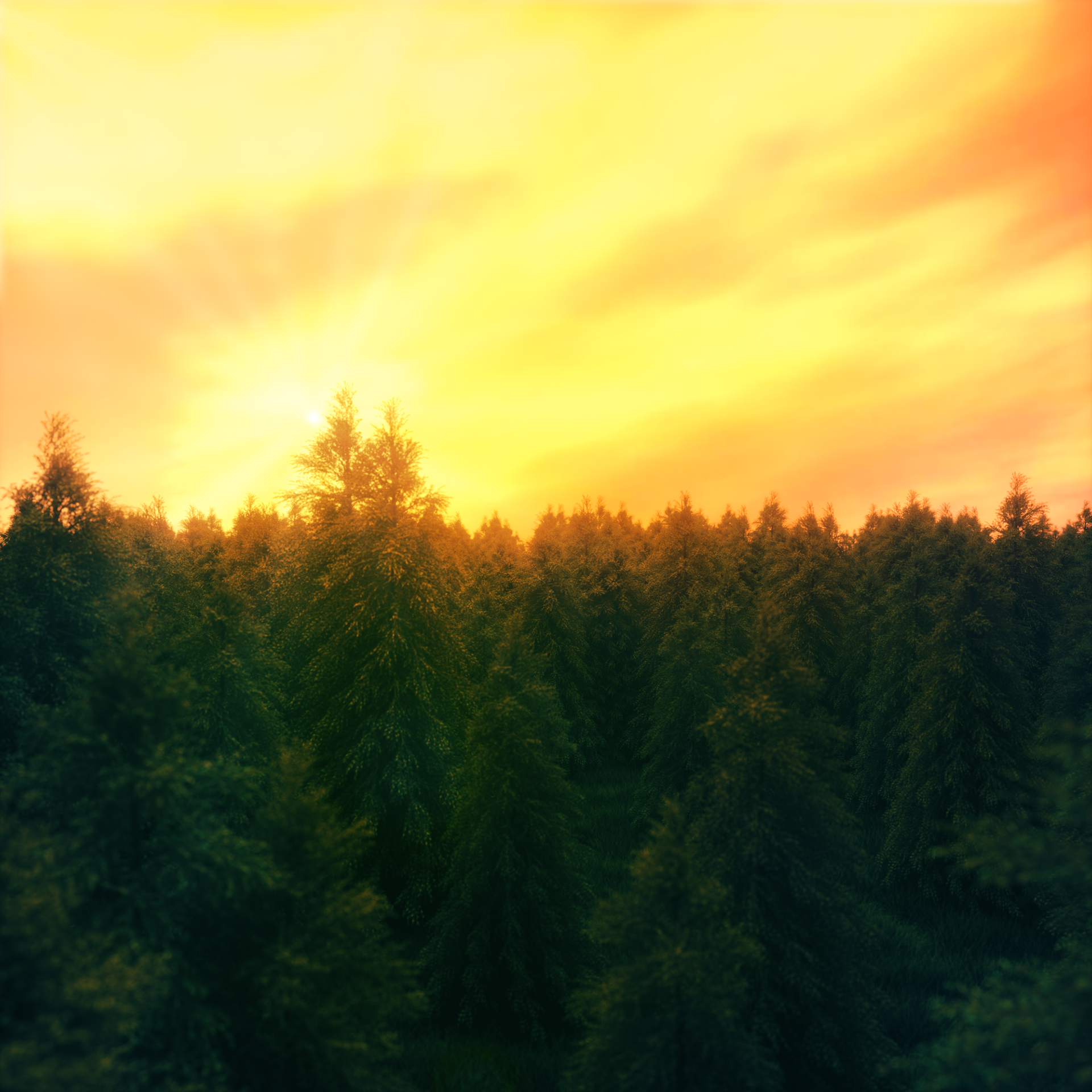 PINE FOREST