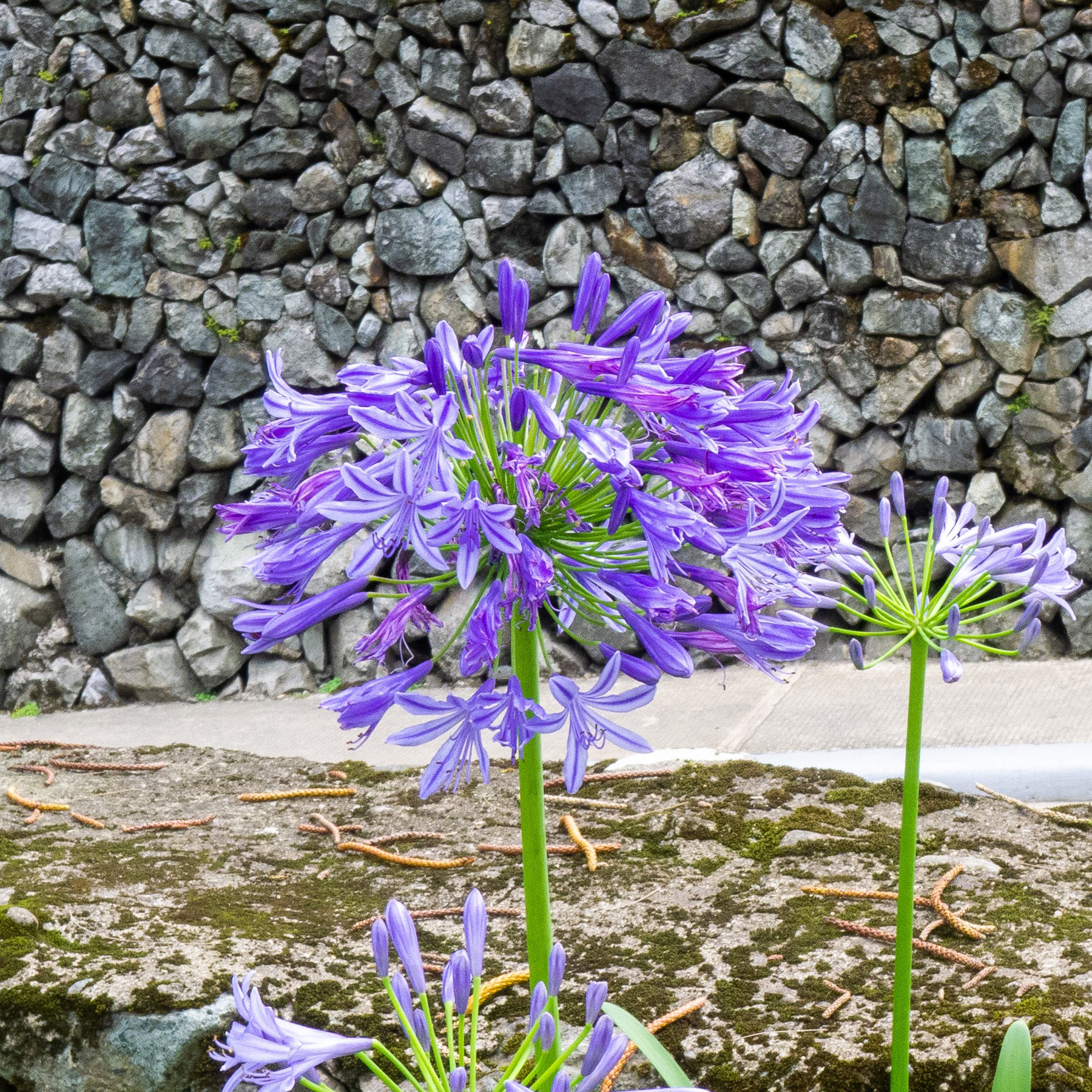 Flower on the road. SM City Baguio. Lumix LX5.