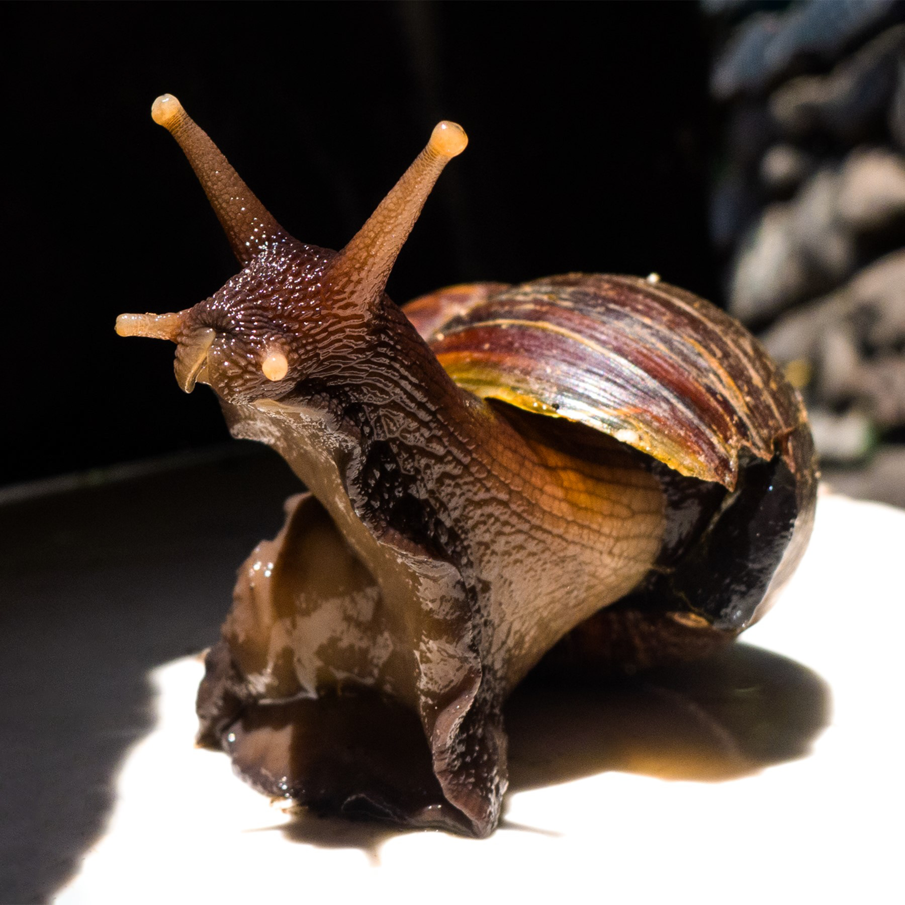 Macro shot on snail. Taken from our backyard. Lumix LX5.