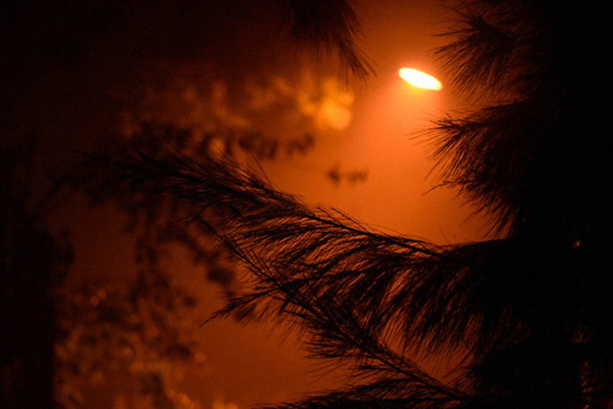 Scout Barrio pines at night. Nikon D3100.