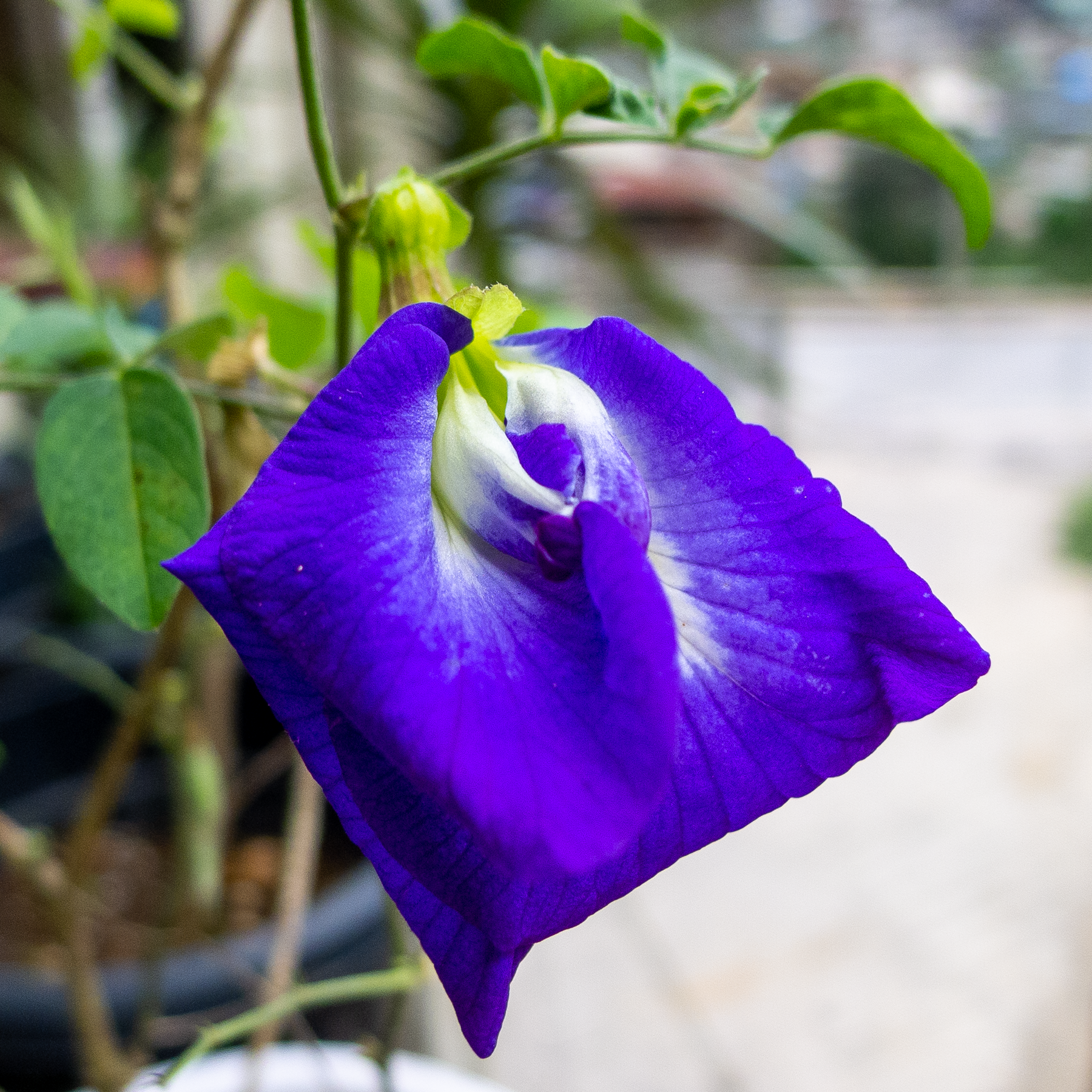 Ternate miracle plant. Lumix LX5.