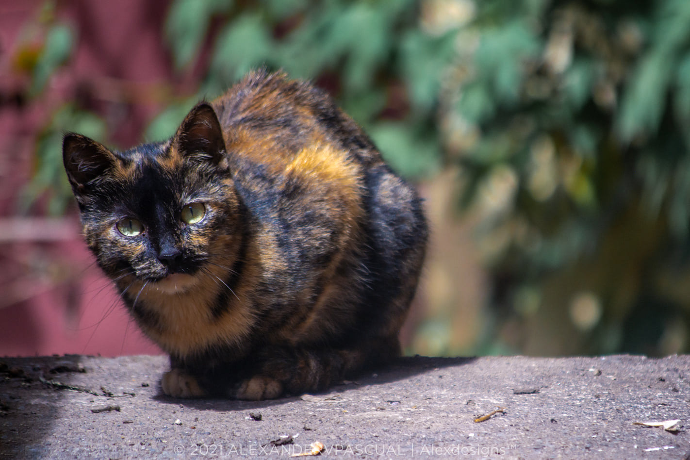 My friendly scavenger. Waiting for his ratio of left-over food. Lumix LX5.