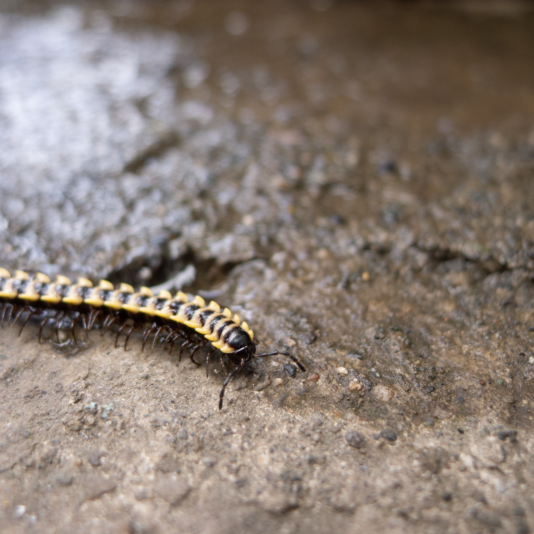 Macro shot on singsing ng pari centipede. Lumix LX5.